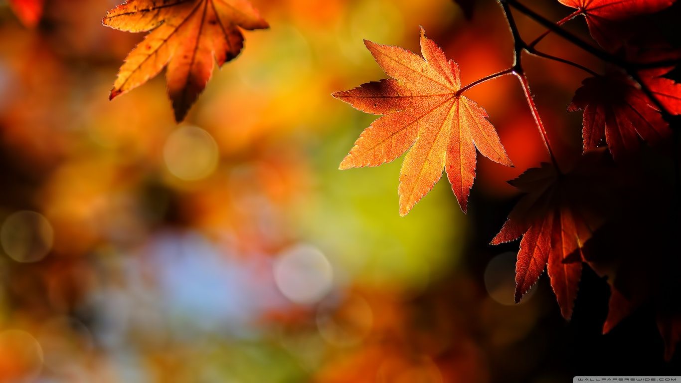 1366 X 768 Fall Wallpapers