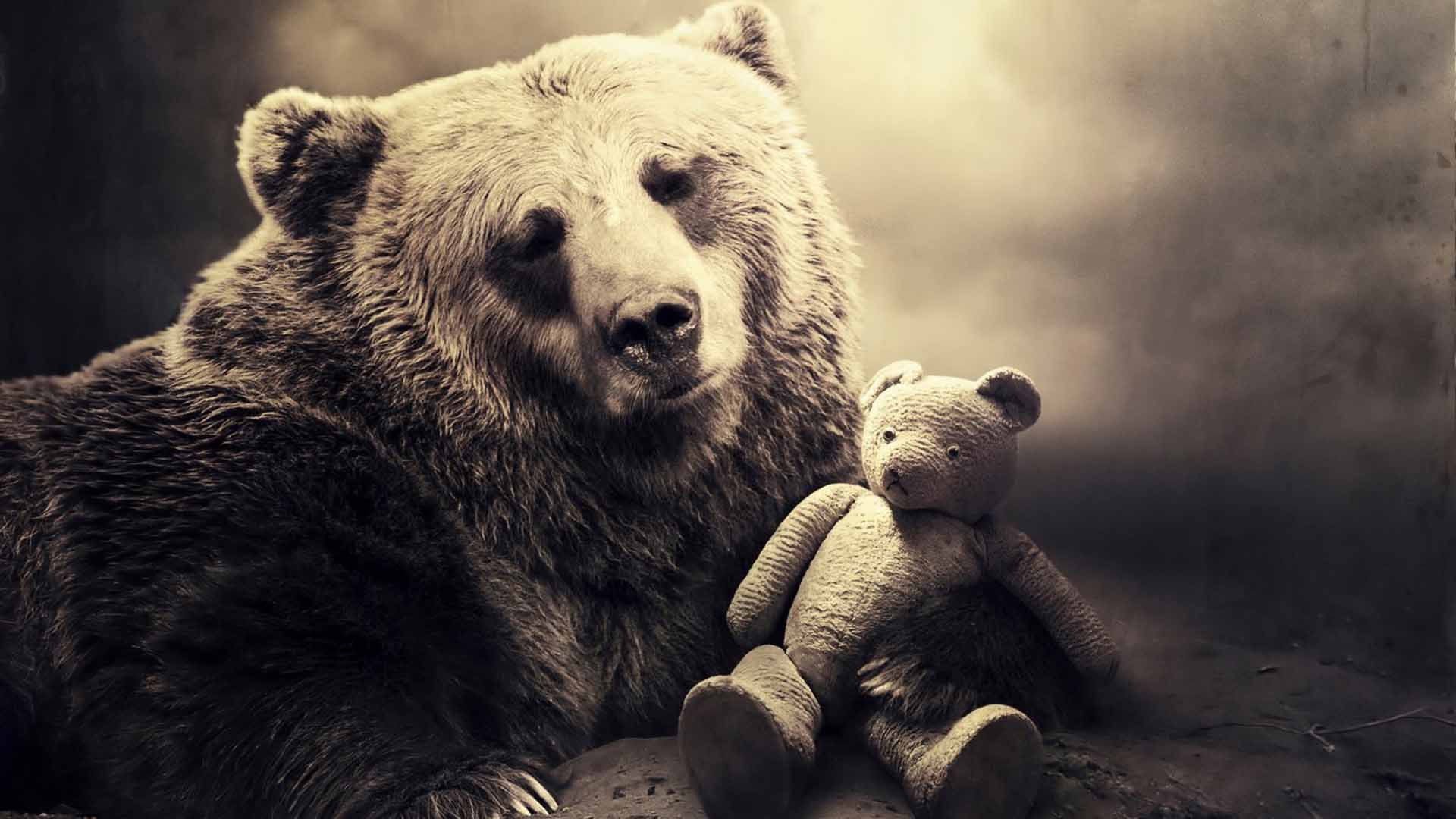 1920 X 1080 Bear Wallpapers