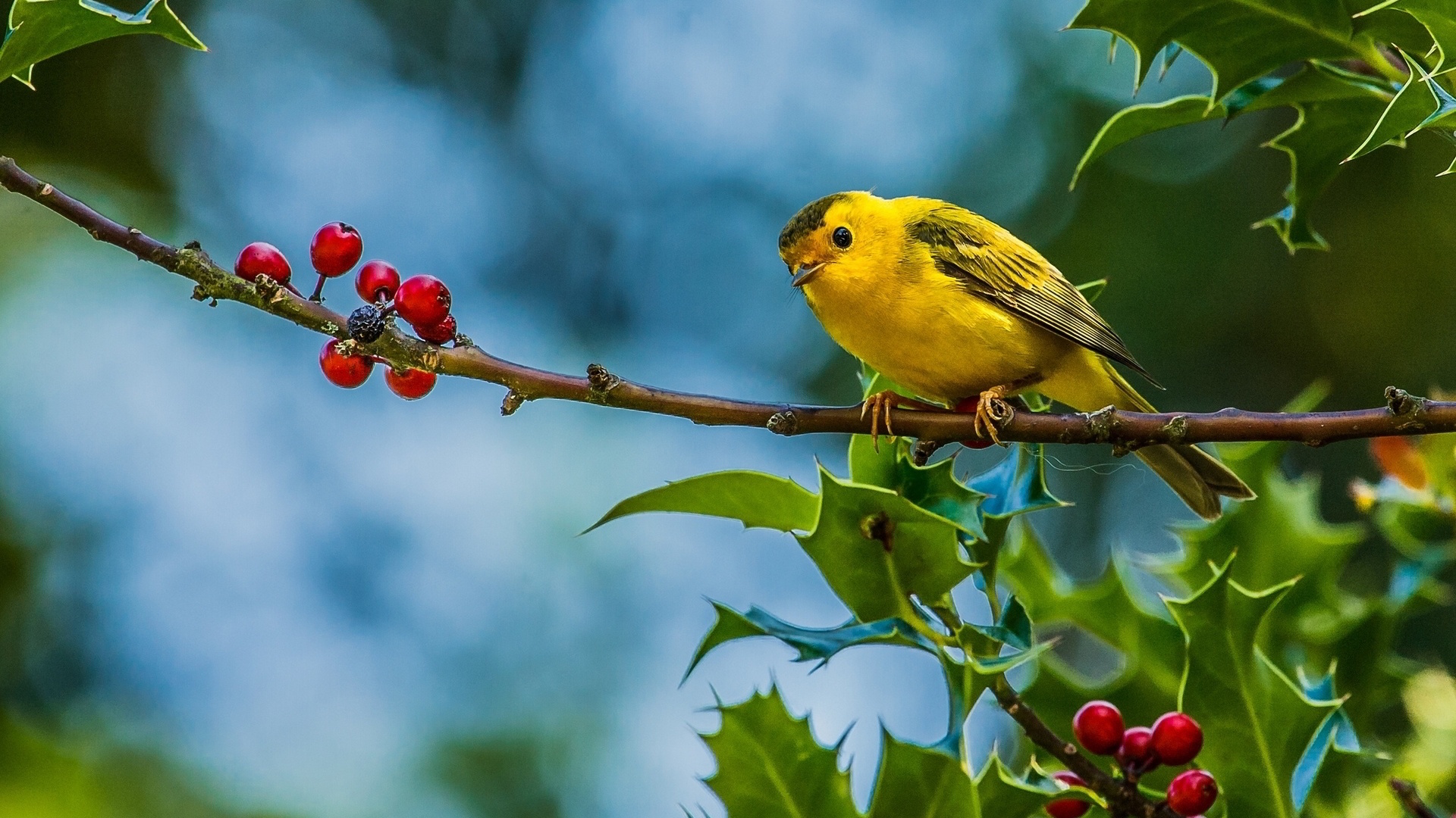 1920X1080 Hd Birds Wallpapers