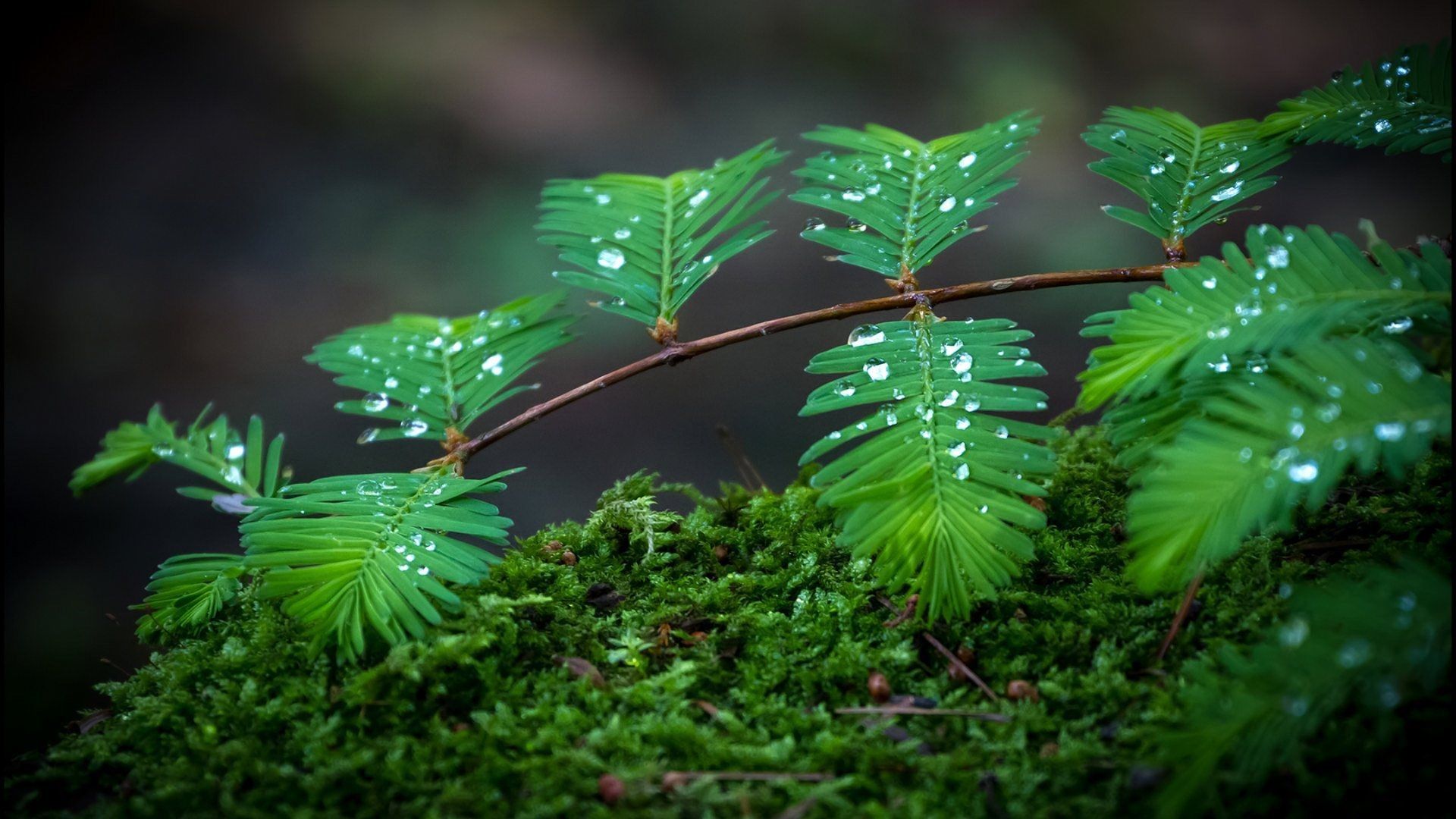 1920X1080 Hd Rain Wallpapers