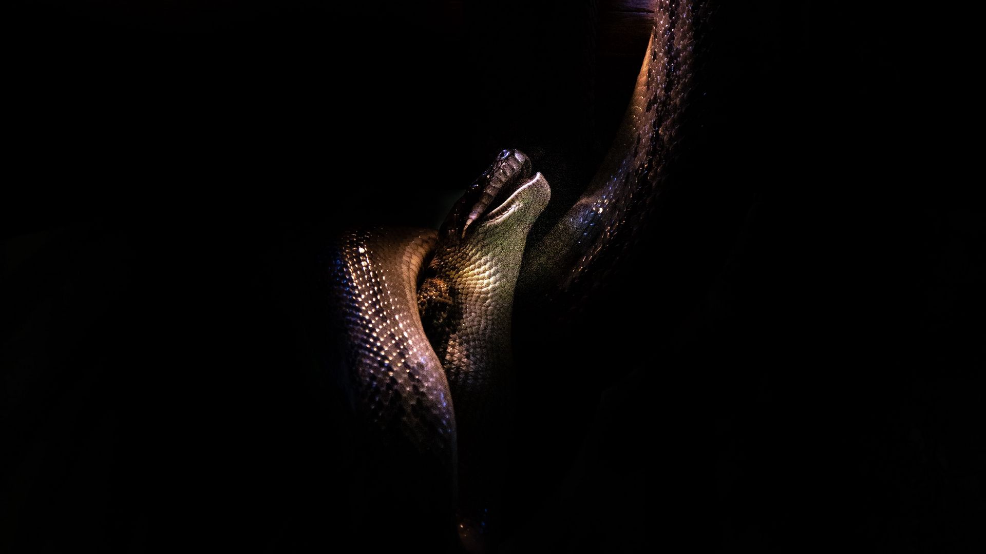 1920X1080 Hd Snake Wallpapers