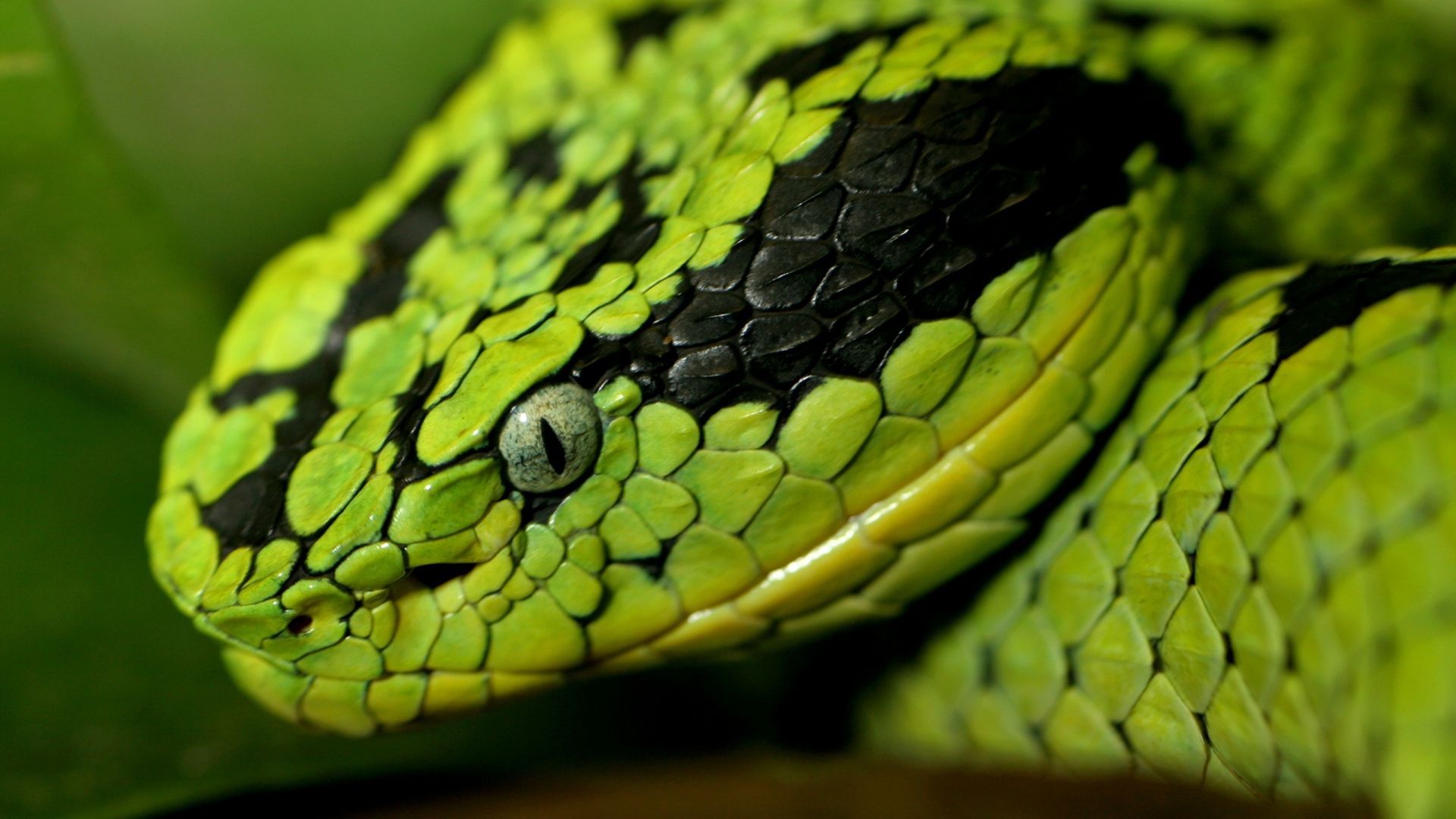 1920X1080 Hd Snake Wallpapers