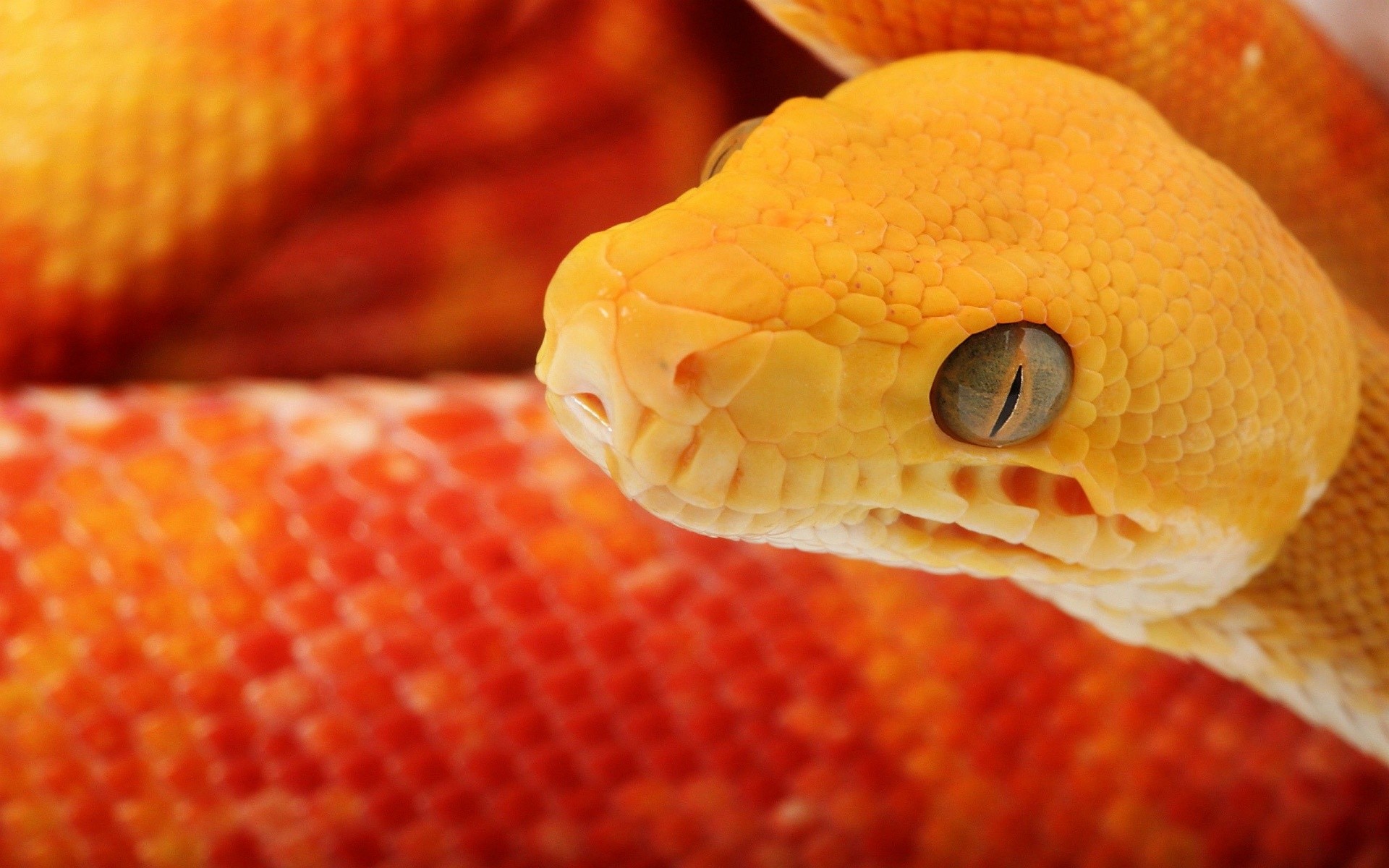 1920X1080 Hd Snake Wallpapers