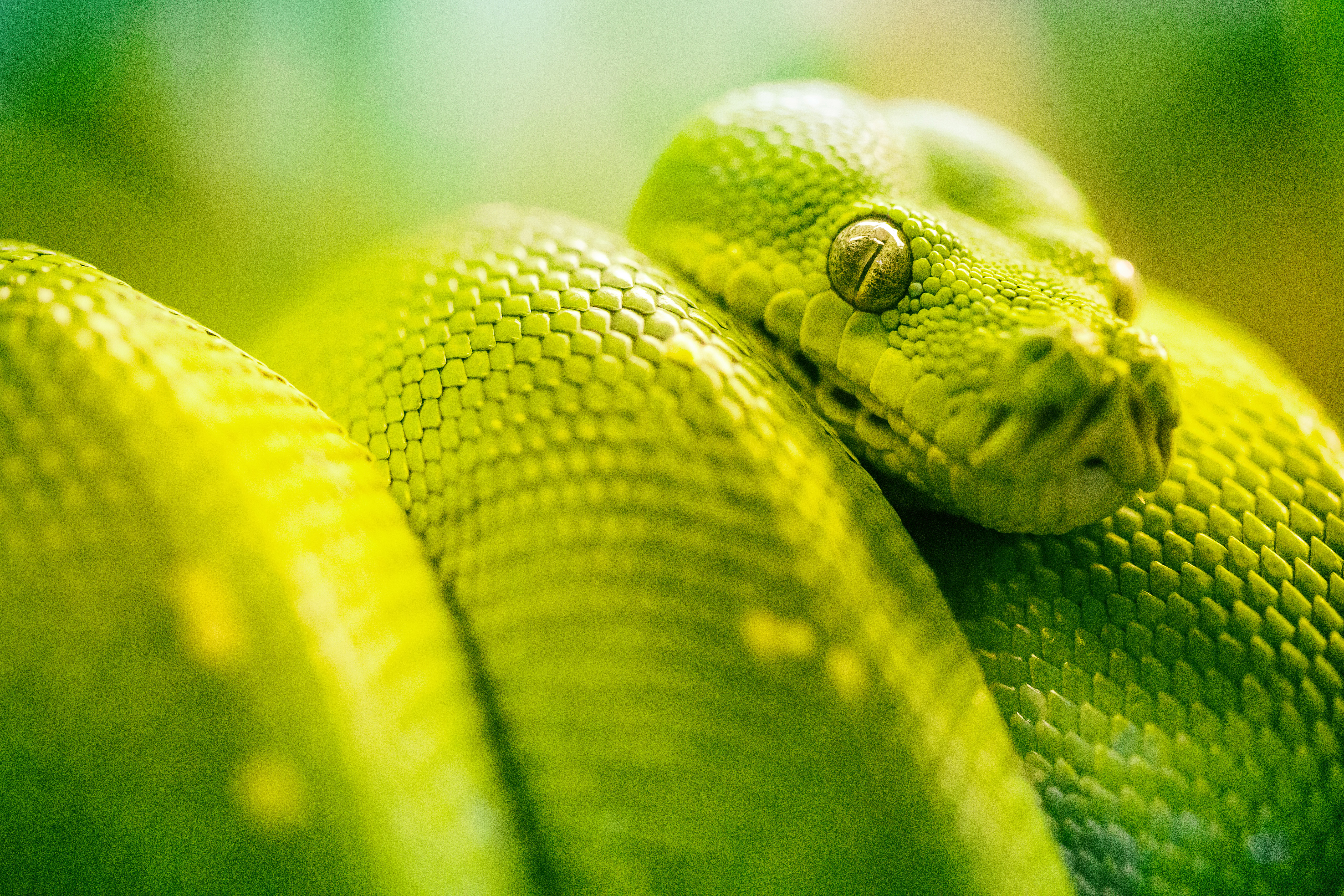 1920X1080 Hd Snake Wallpapers