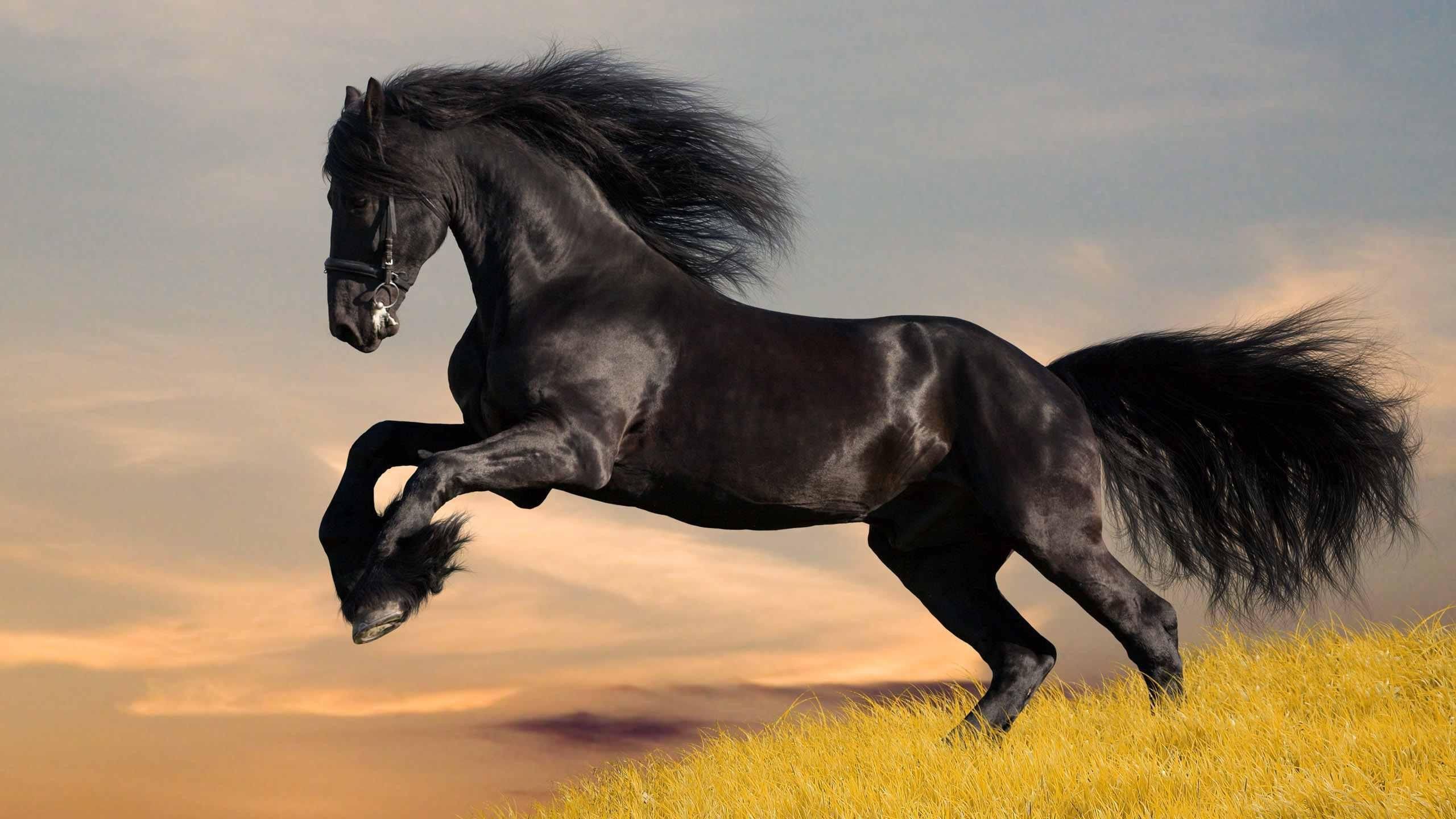 1920X1080 Horse Wallpapers