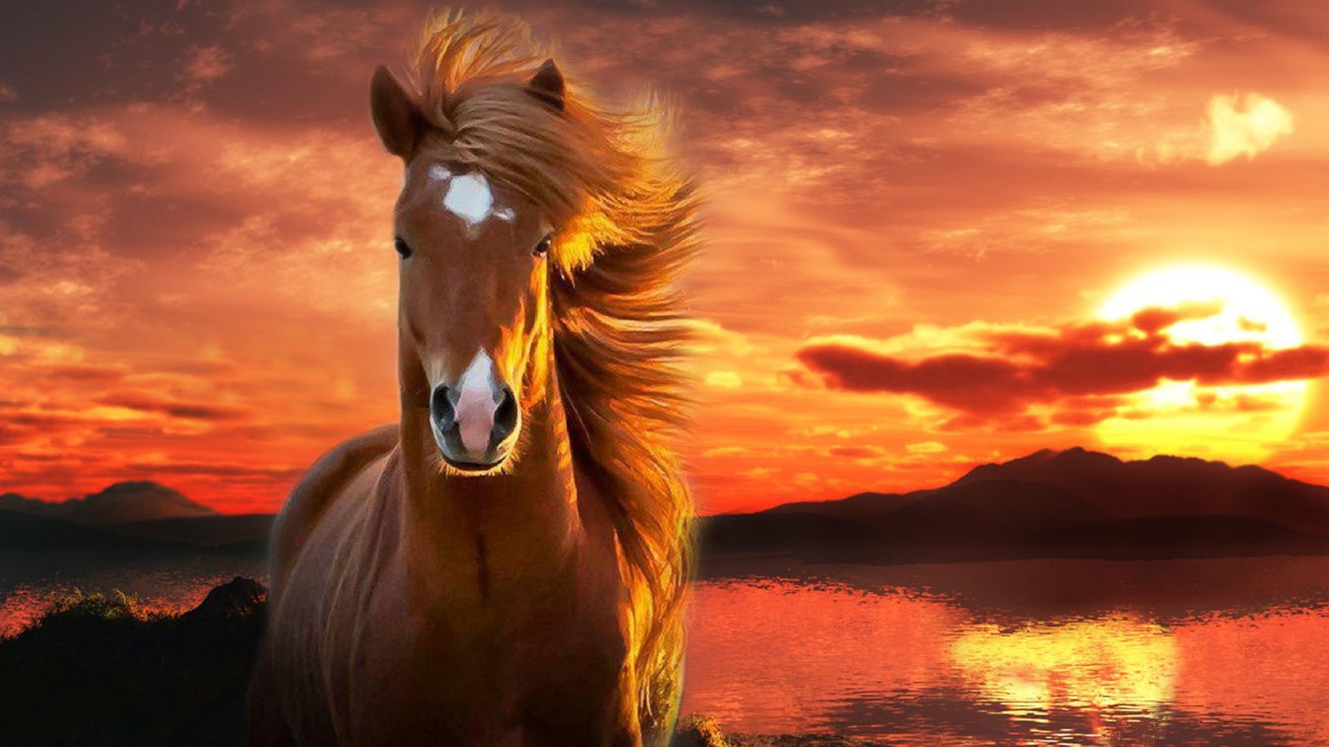 1920X1080 Horse Wallpapers