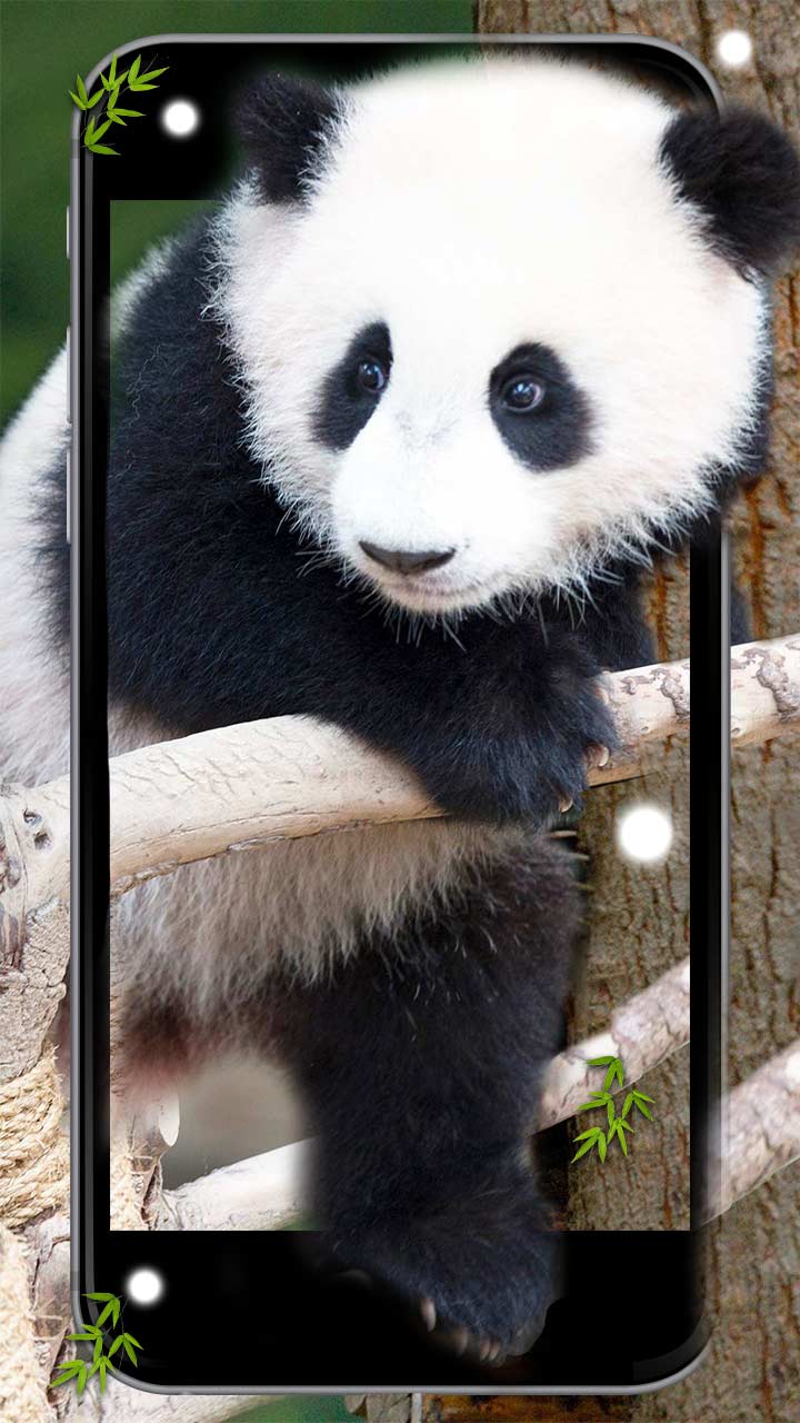 3D Cute Panda Wallpapers