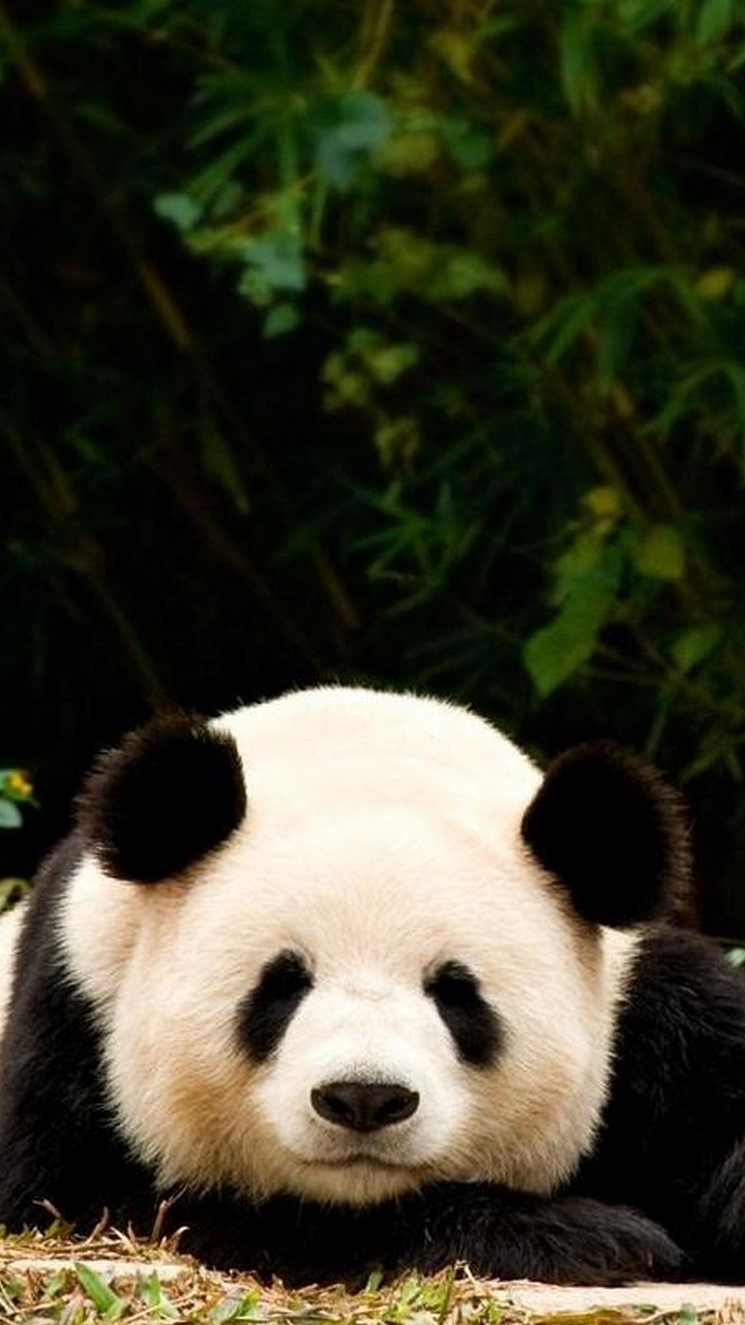 3D Cute Panda Wallpapers