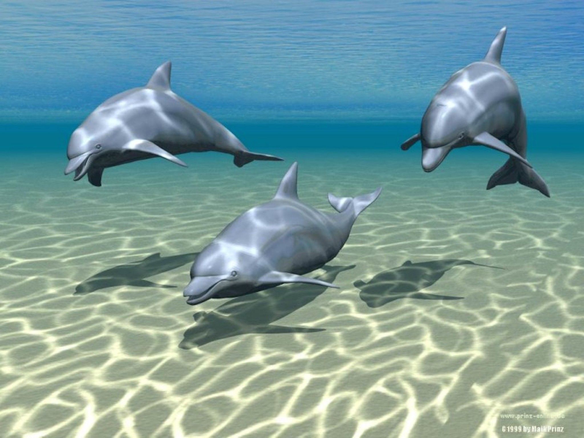 3D Dolphin Wallpapers
