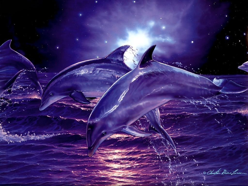 3D Dolphin Wallpapers