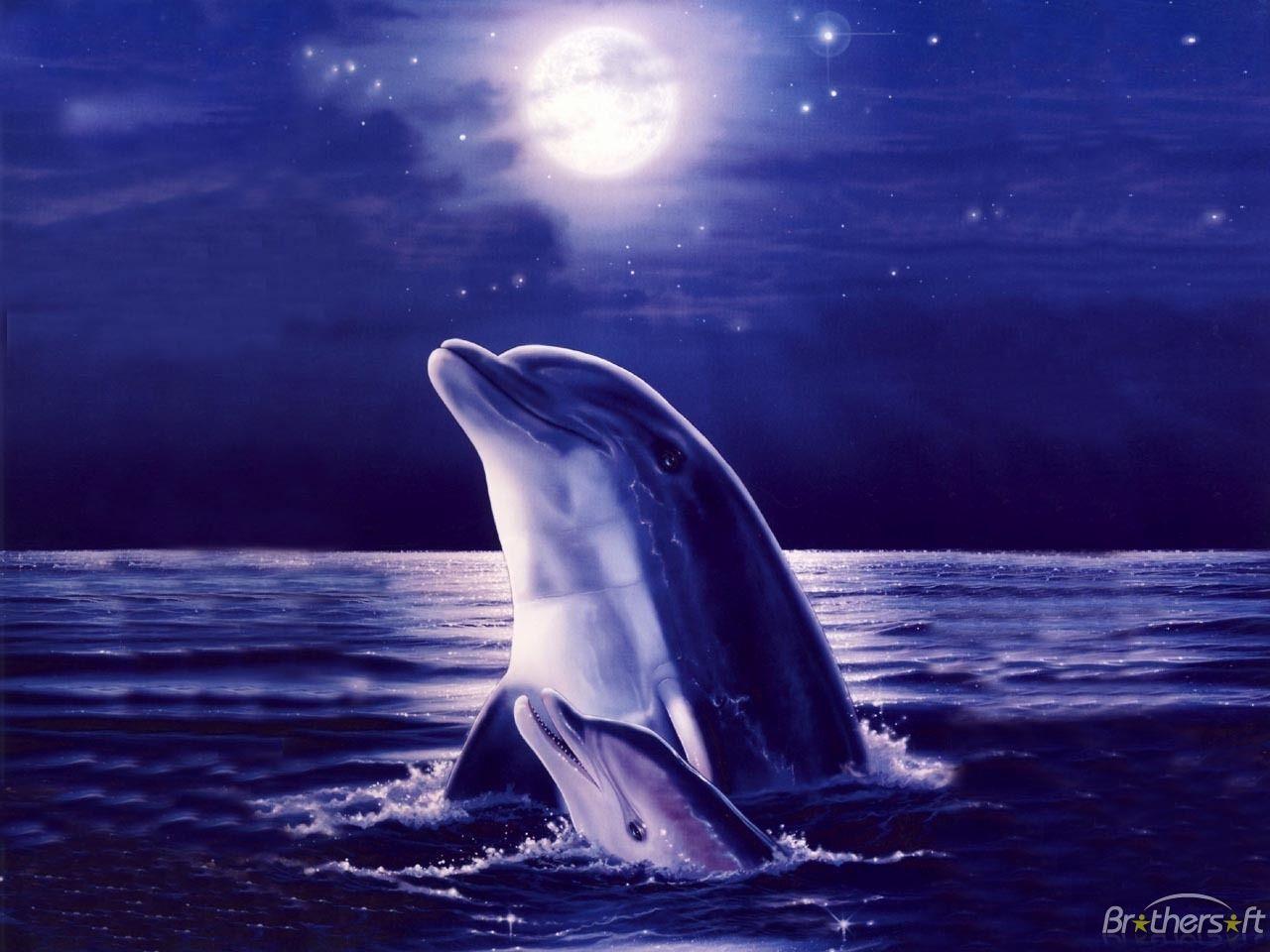 3D Dolphin Wallpapers