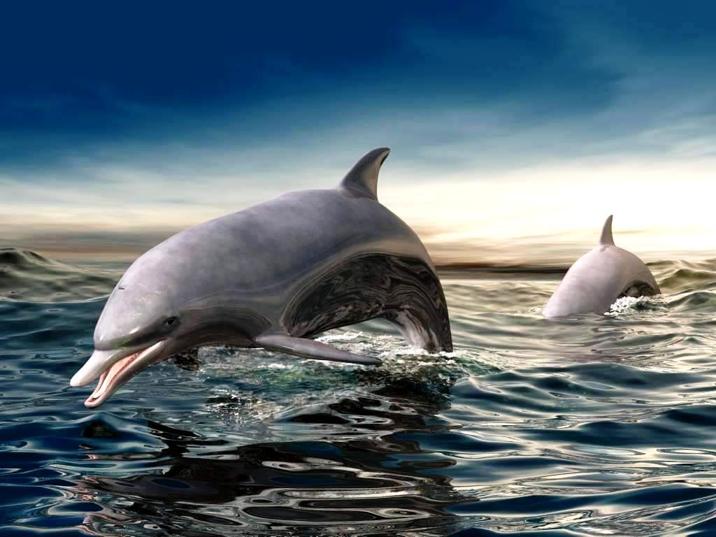 3D Dolphin Wallpapers