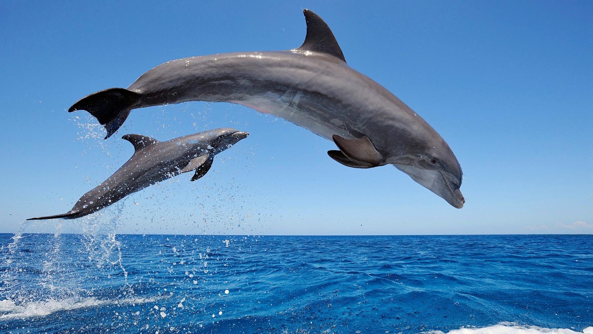 3D Dolphin Wallpapers