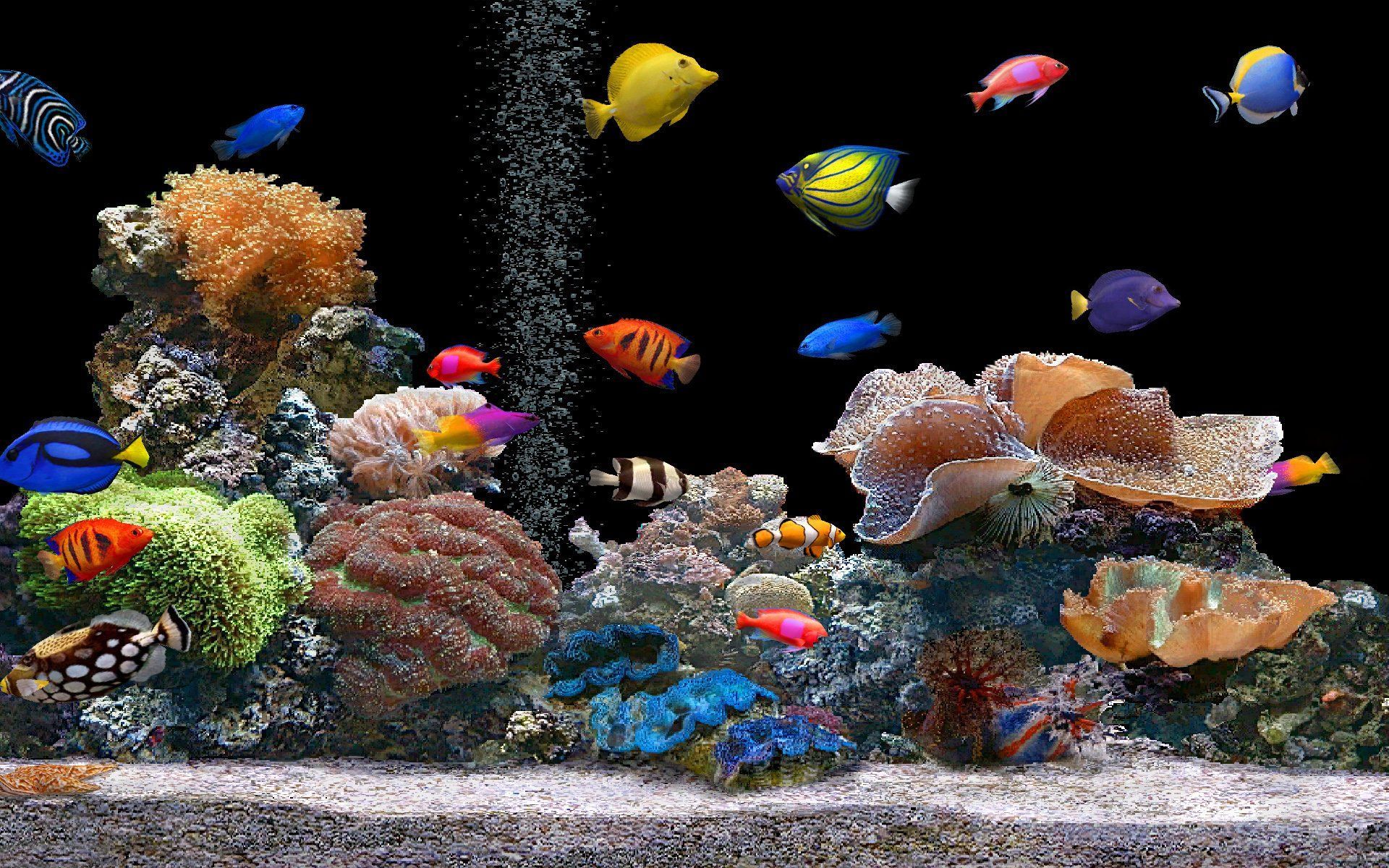 3D Fish Desktop Wallpapers