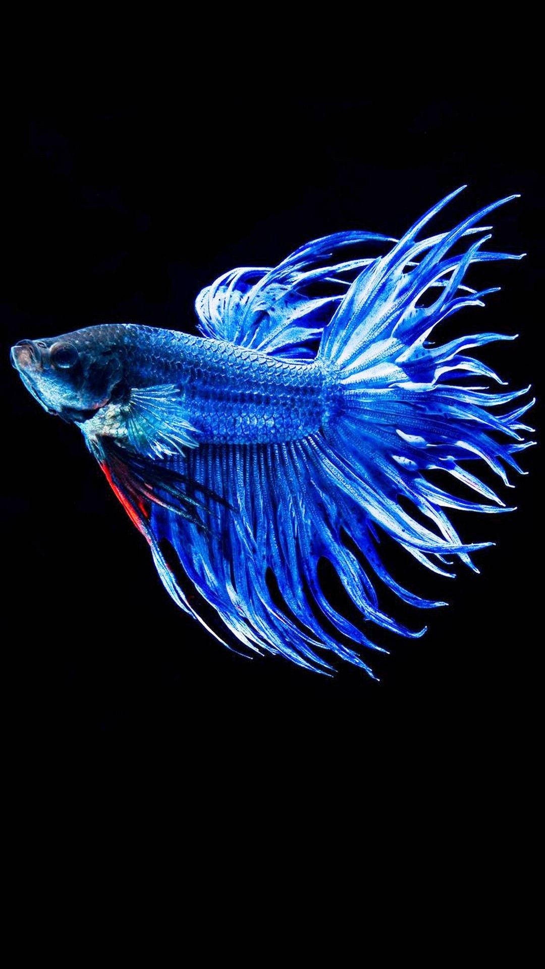 3D Fish Wallpapers