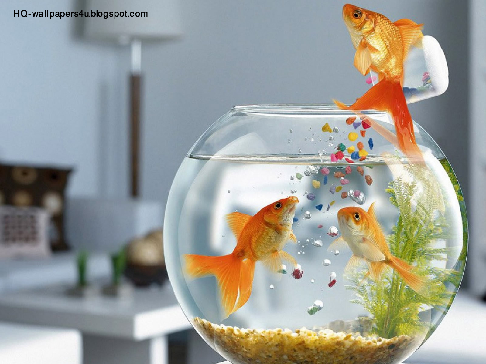 3D Fish Wallpapers