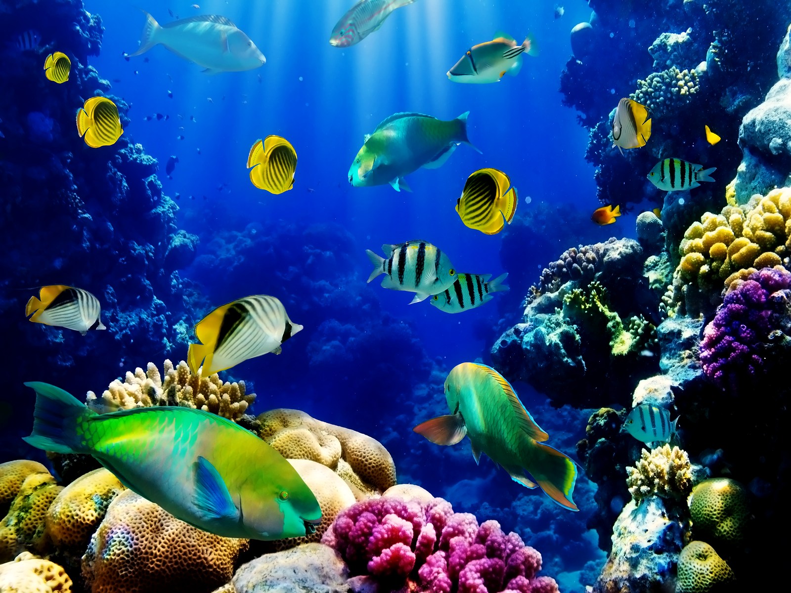 3D Fish Wallpapers