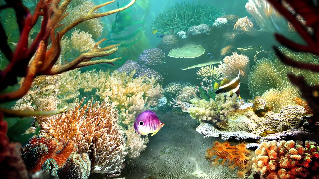 3D Fish Wallpapers