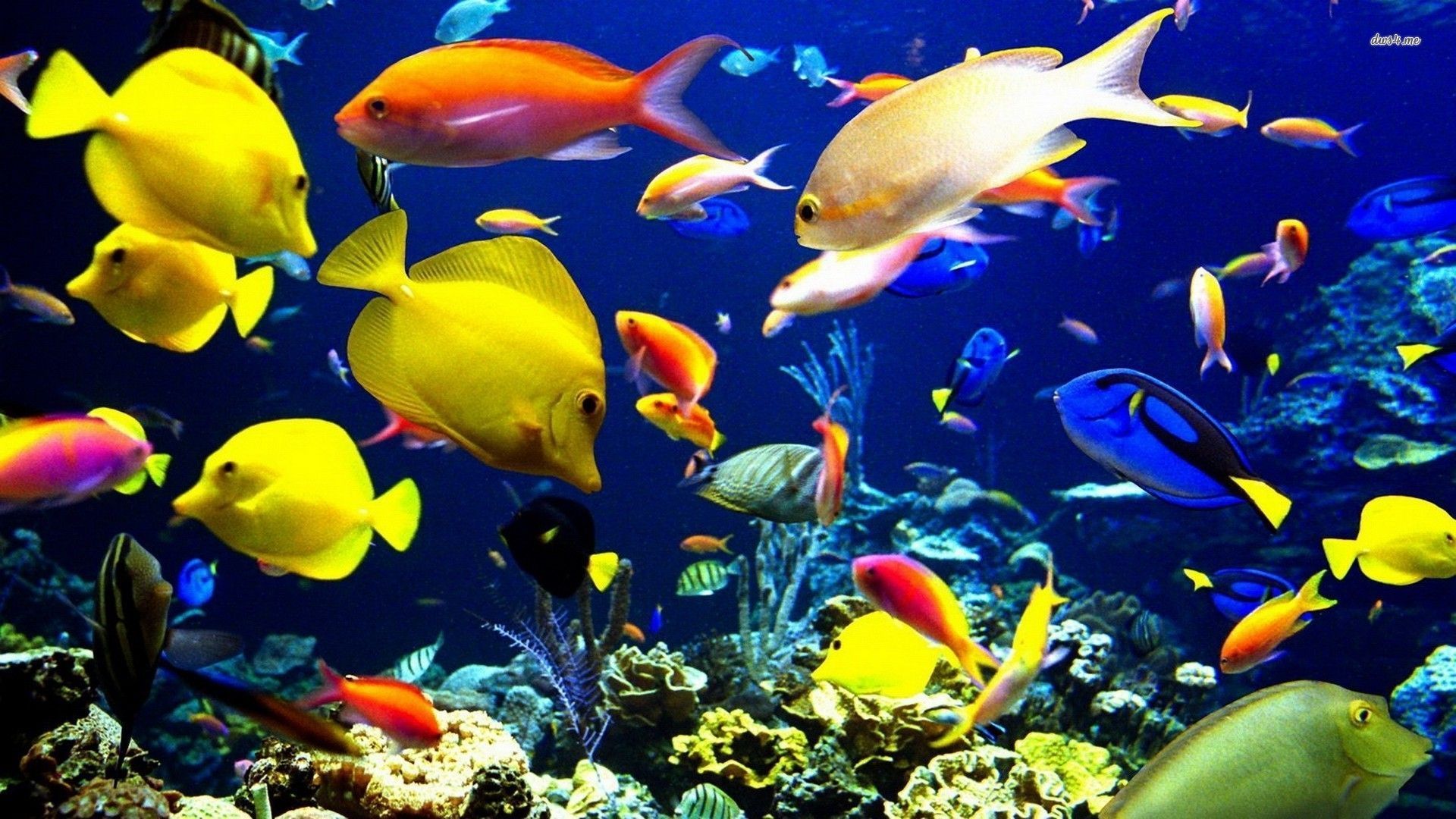 3D Fish Wallpapers