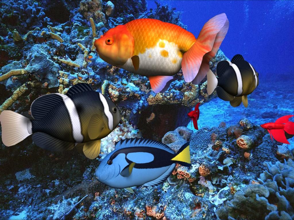 3D Fish Wallpapers