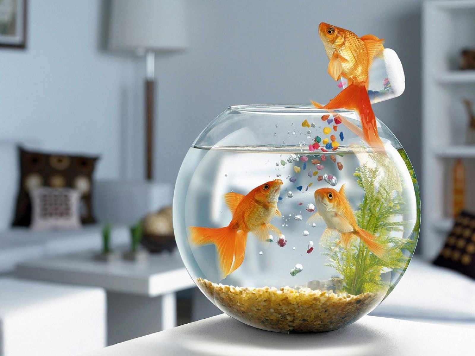 3D Fish Wallpapers