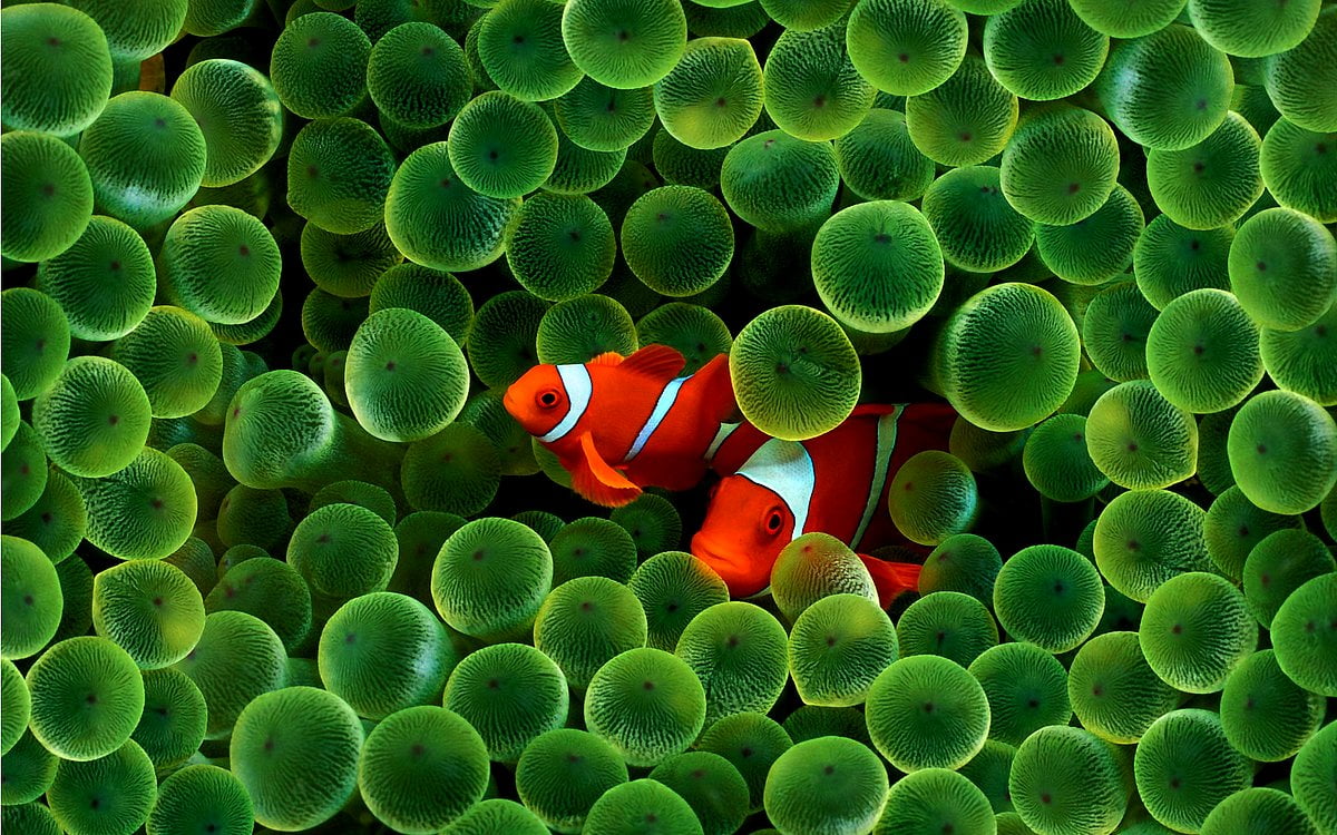 3D Fish Wallpapers