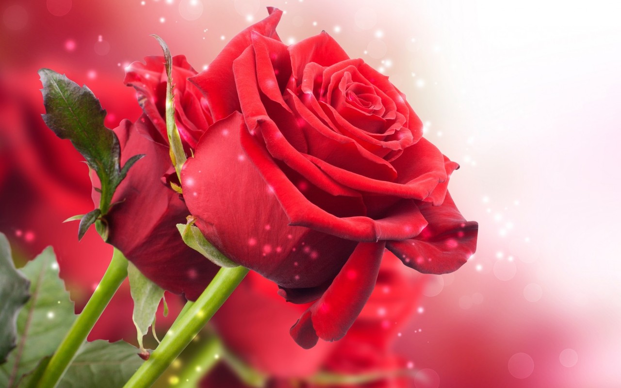 3D Hd Roses Wallpapers