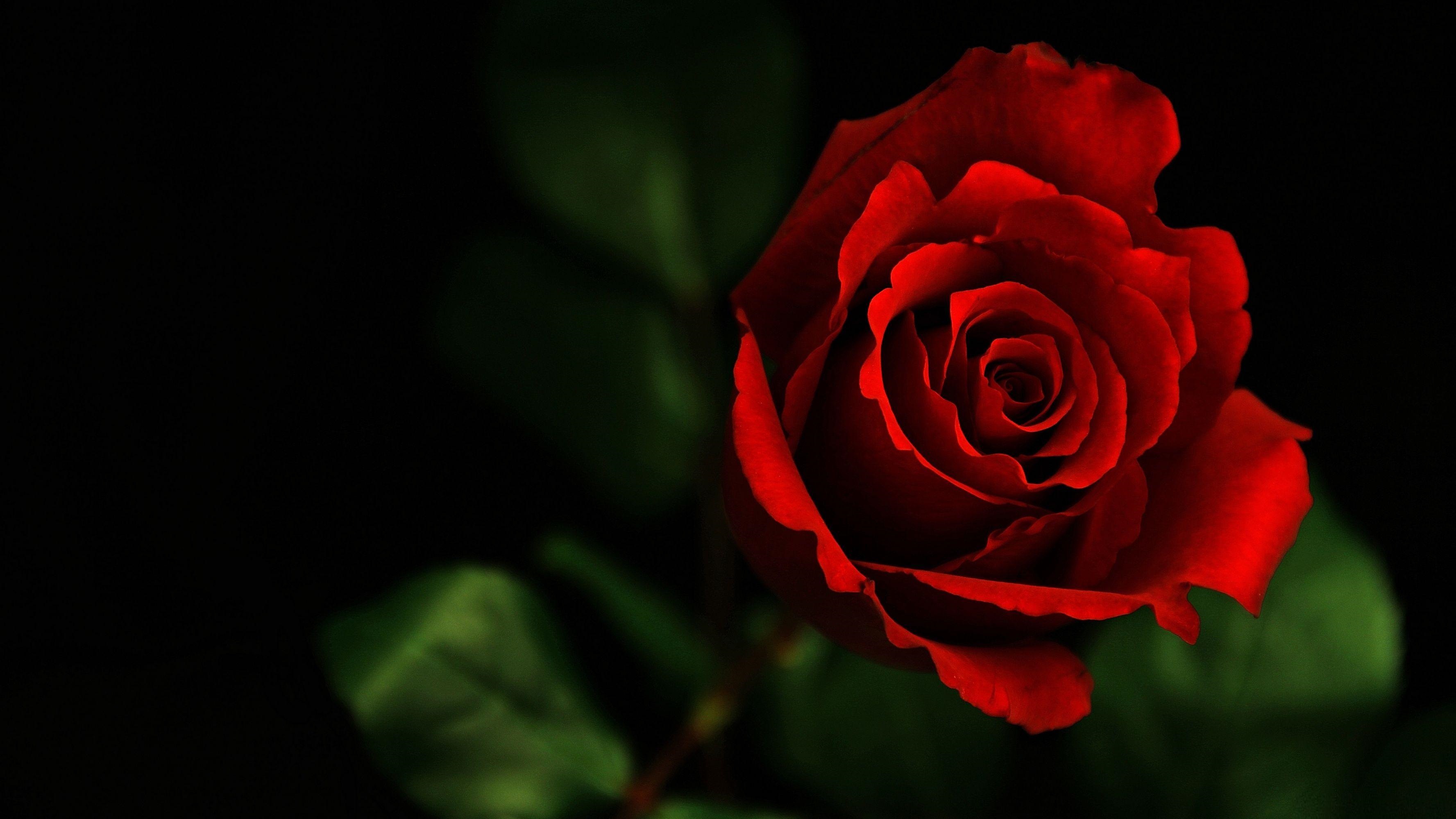 3D Hd Roses Wallpapers