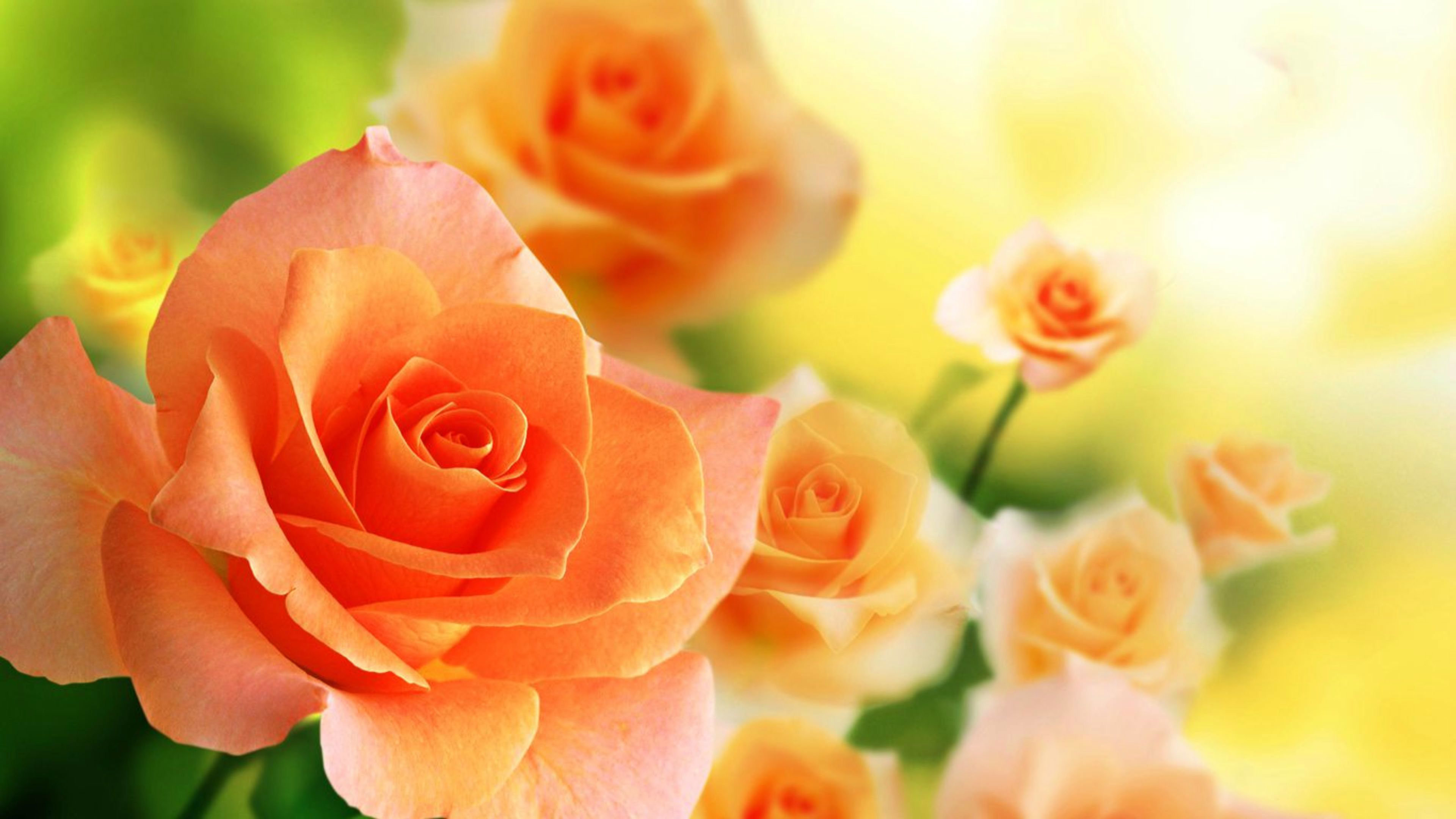 3D Hd Roses Wallpapers