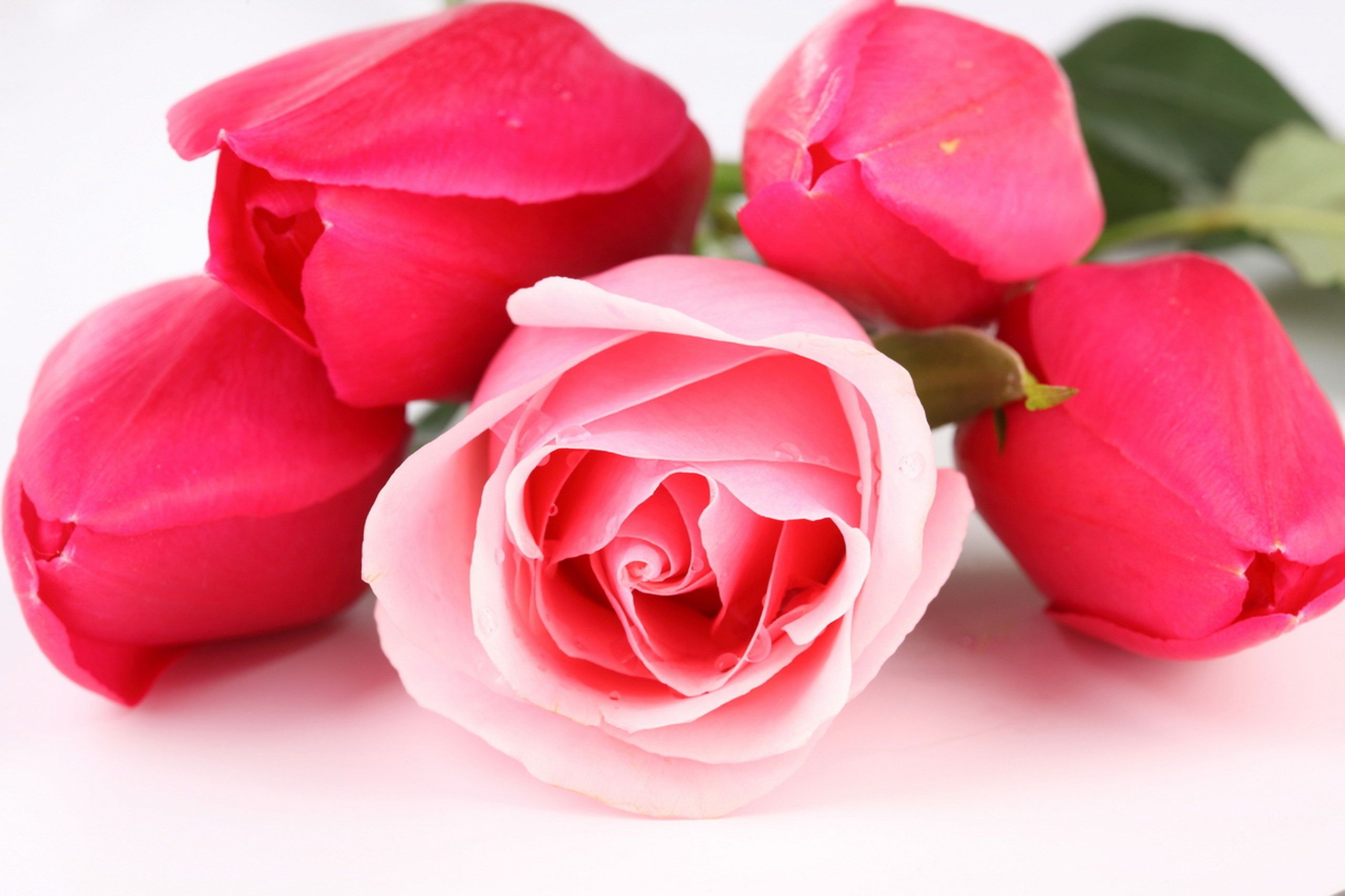 3D Hd Roses Wallpapers