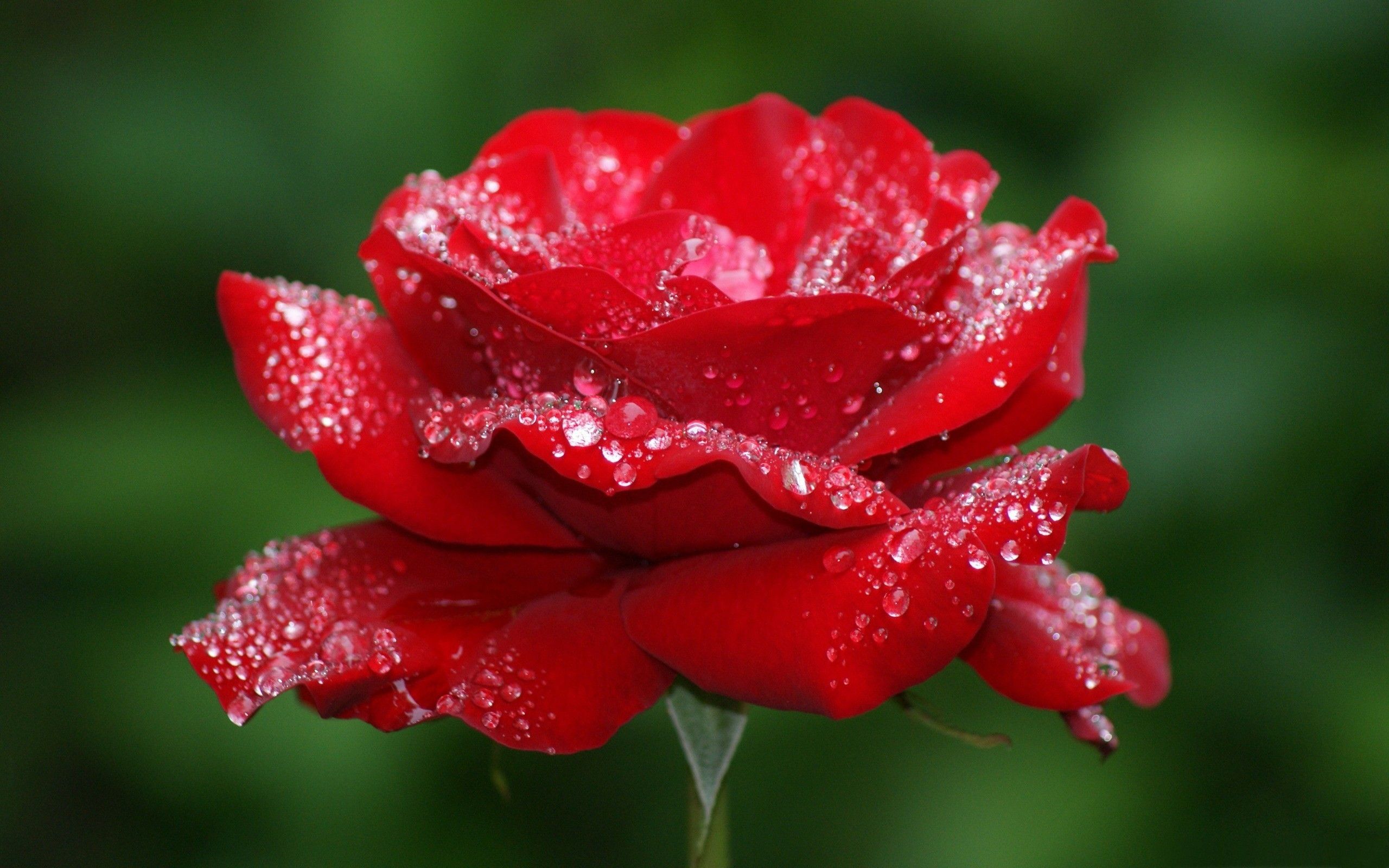 3D Hd Roses Wallpapers