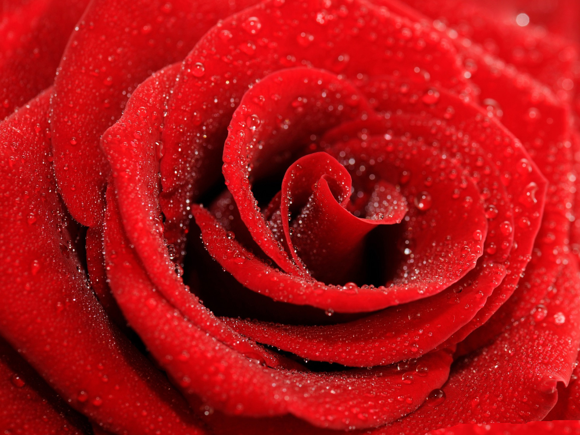 3D Hd Roses Wallpapers