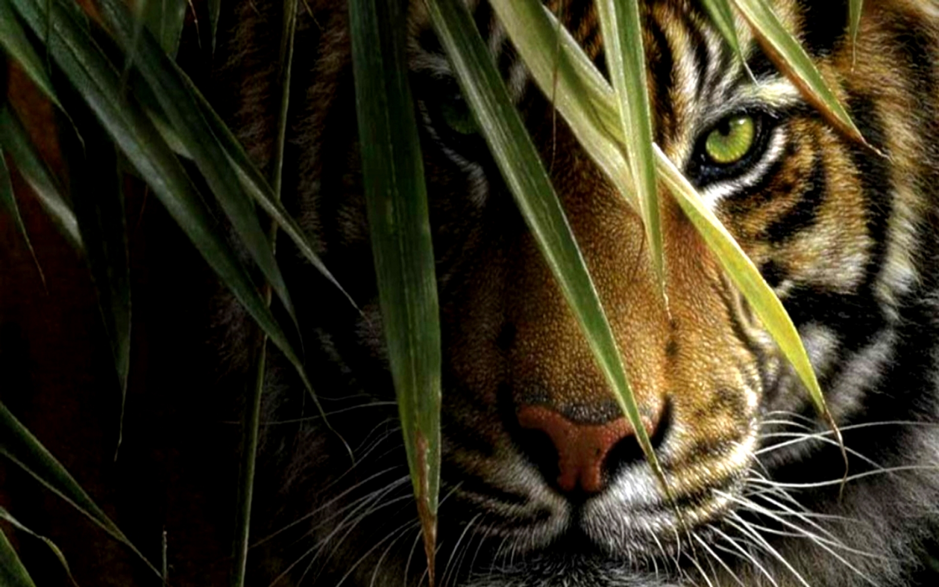 3D Hd Tiger Wallpapers