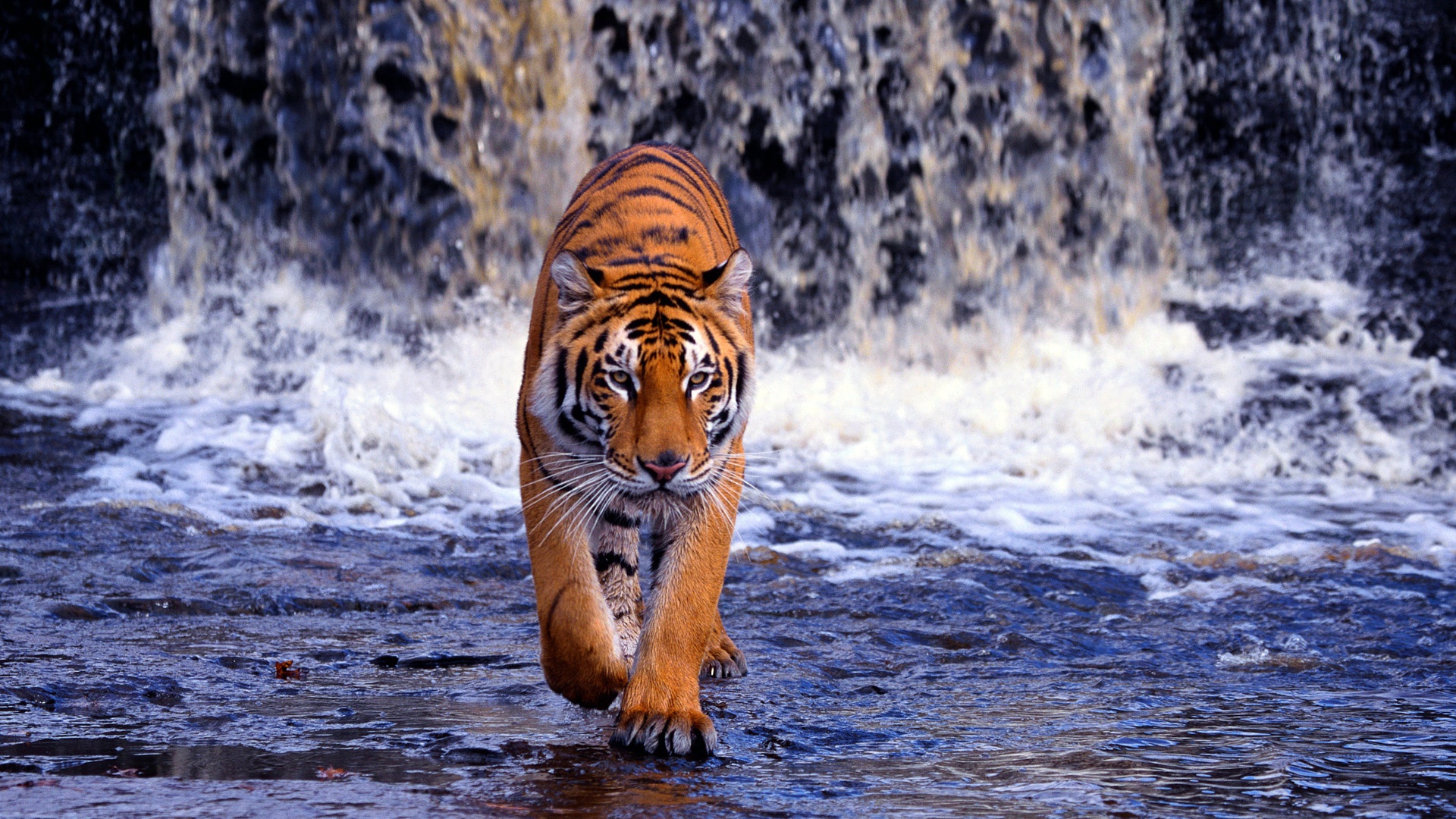 3D Hd Tiger Wallpapers