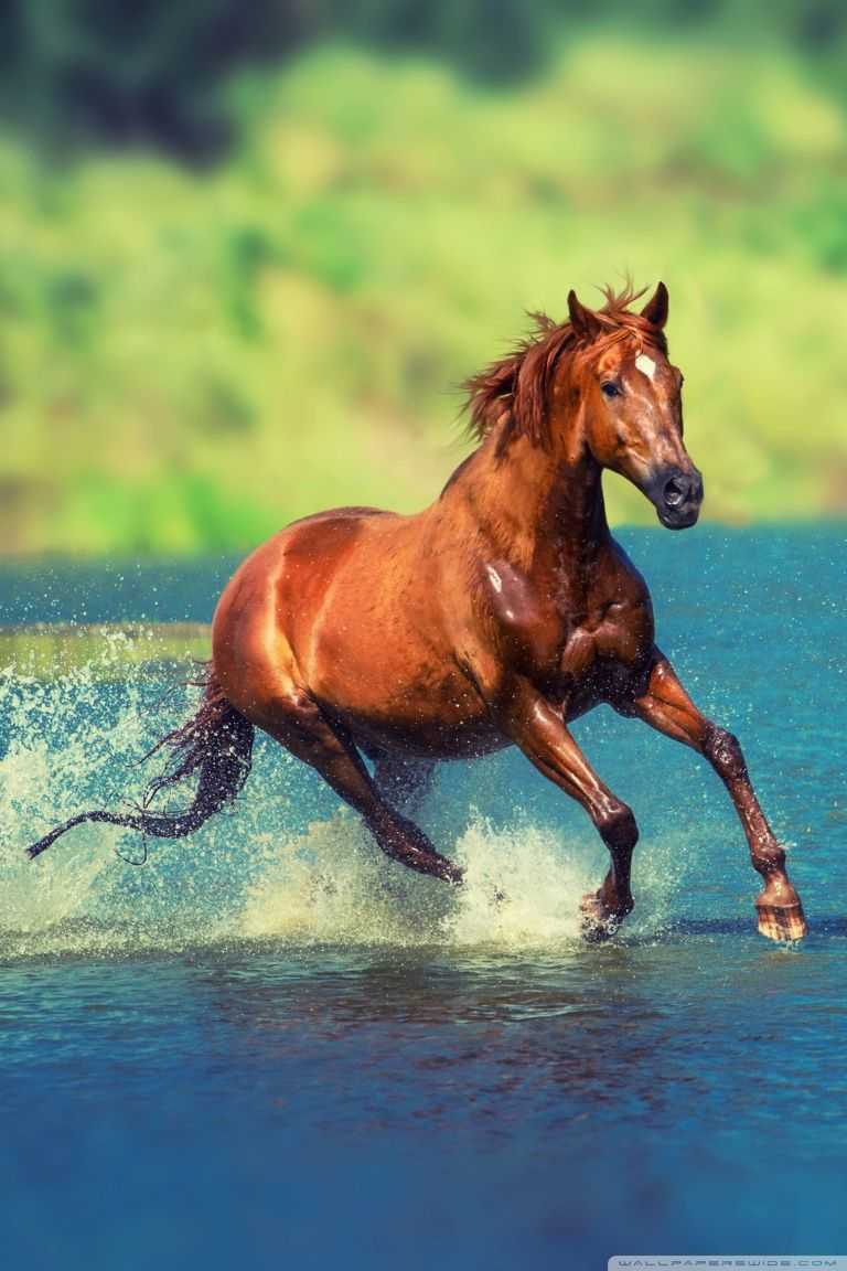 3D Horse Wallpapers