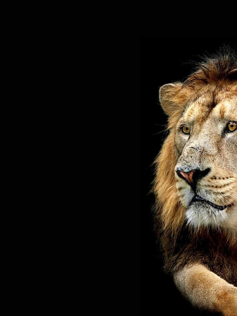 3D Lion Wallpapers