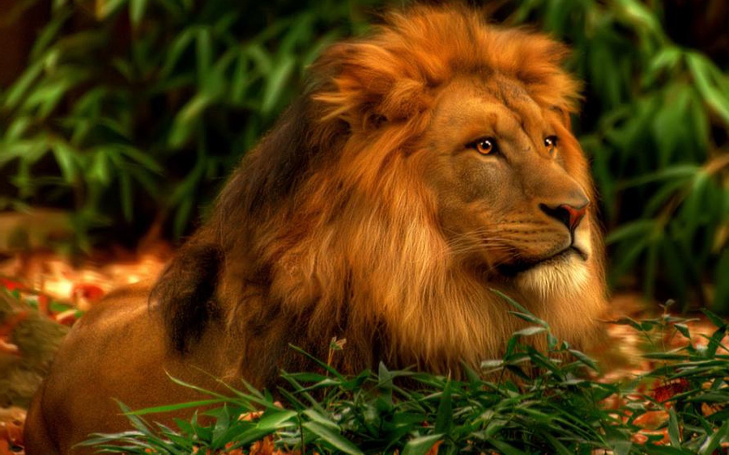 3D Lion Wallpapers