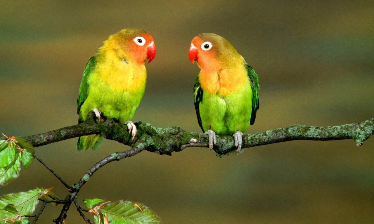 3D Love Birds Wallpapers