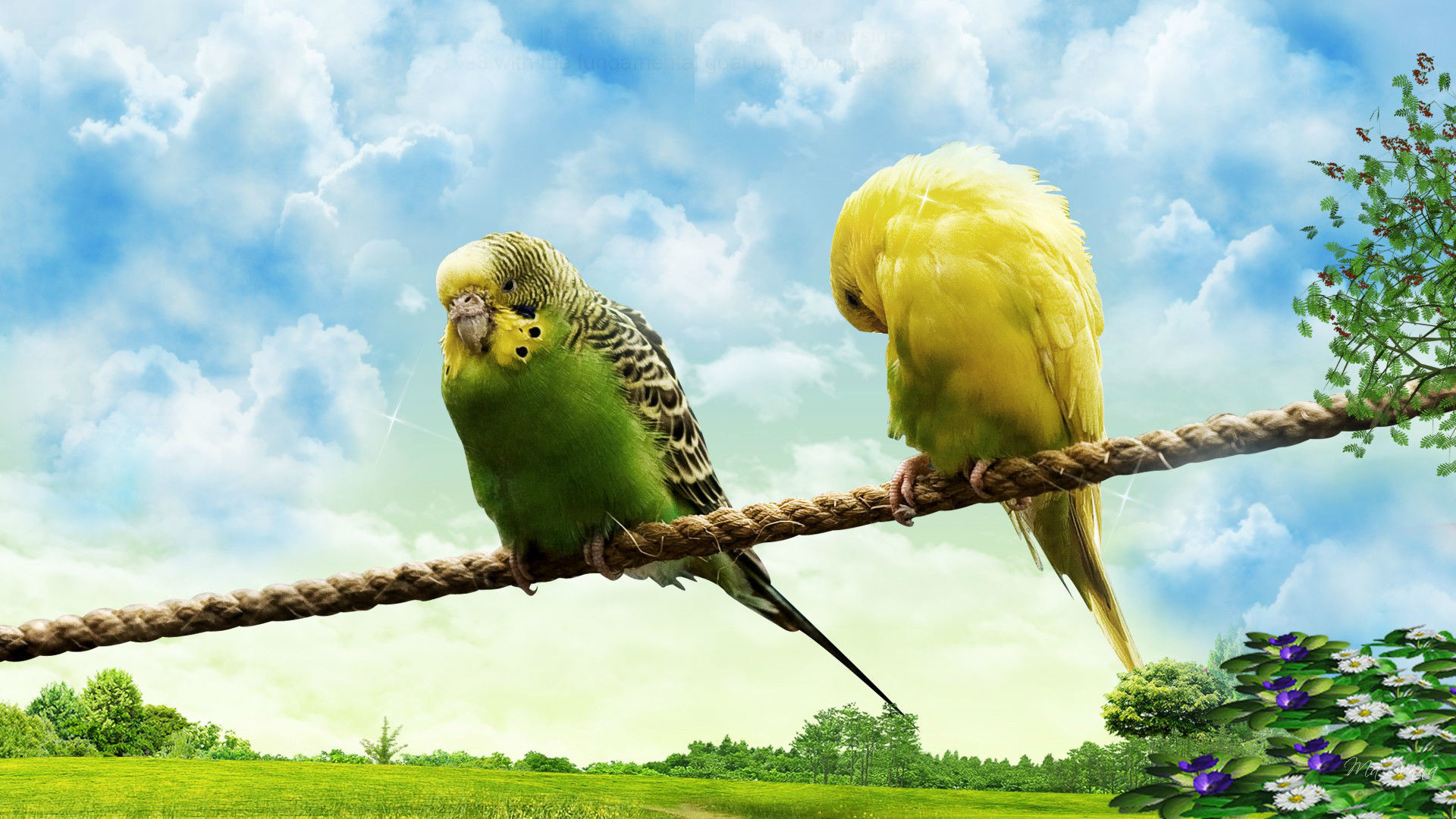 3D Love Birds Wallpapers