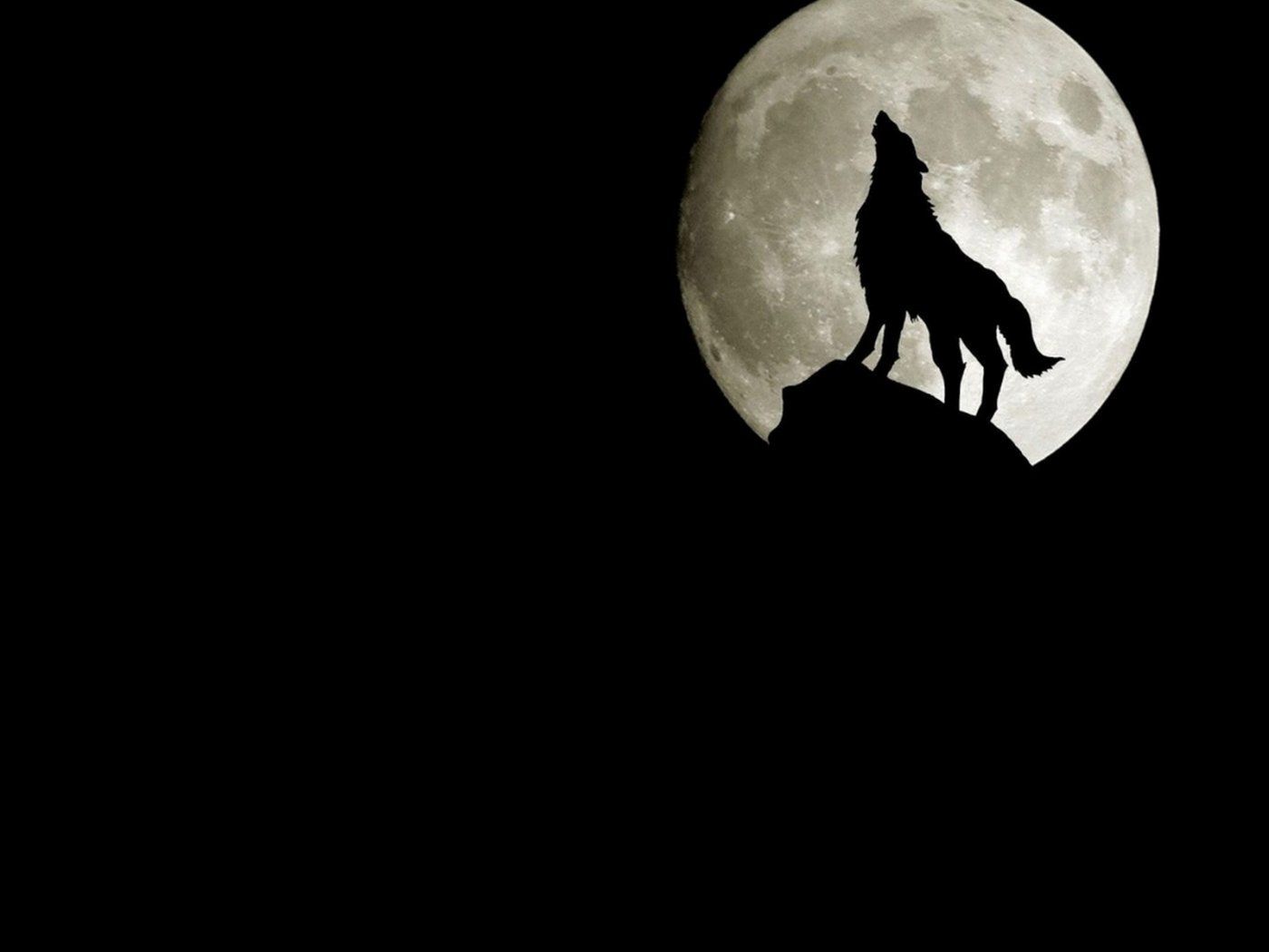 3D Wolf Wallpapers