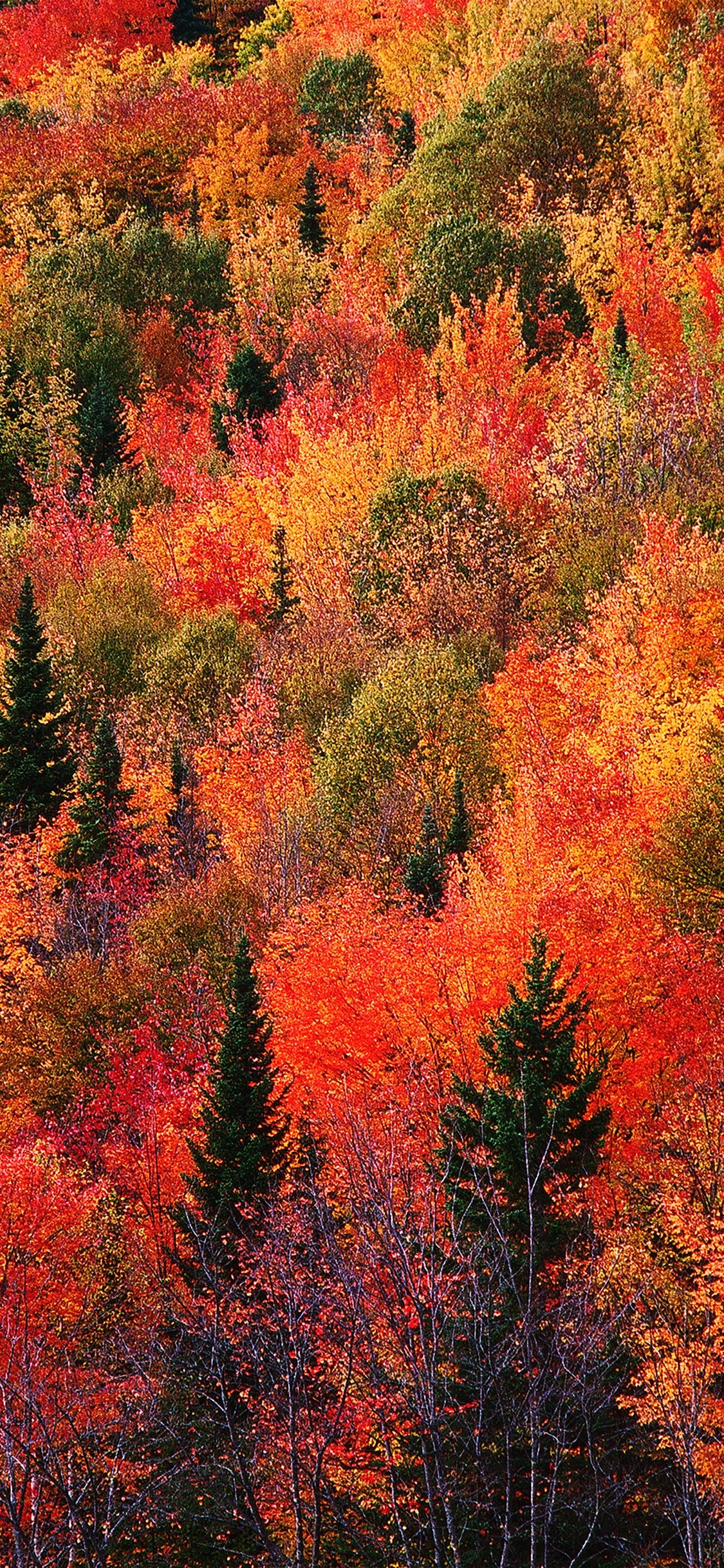 4K Autumn Wallpapers