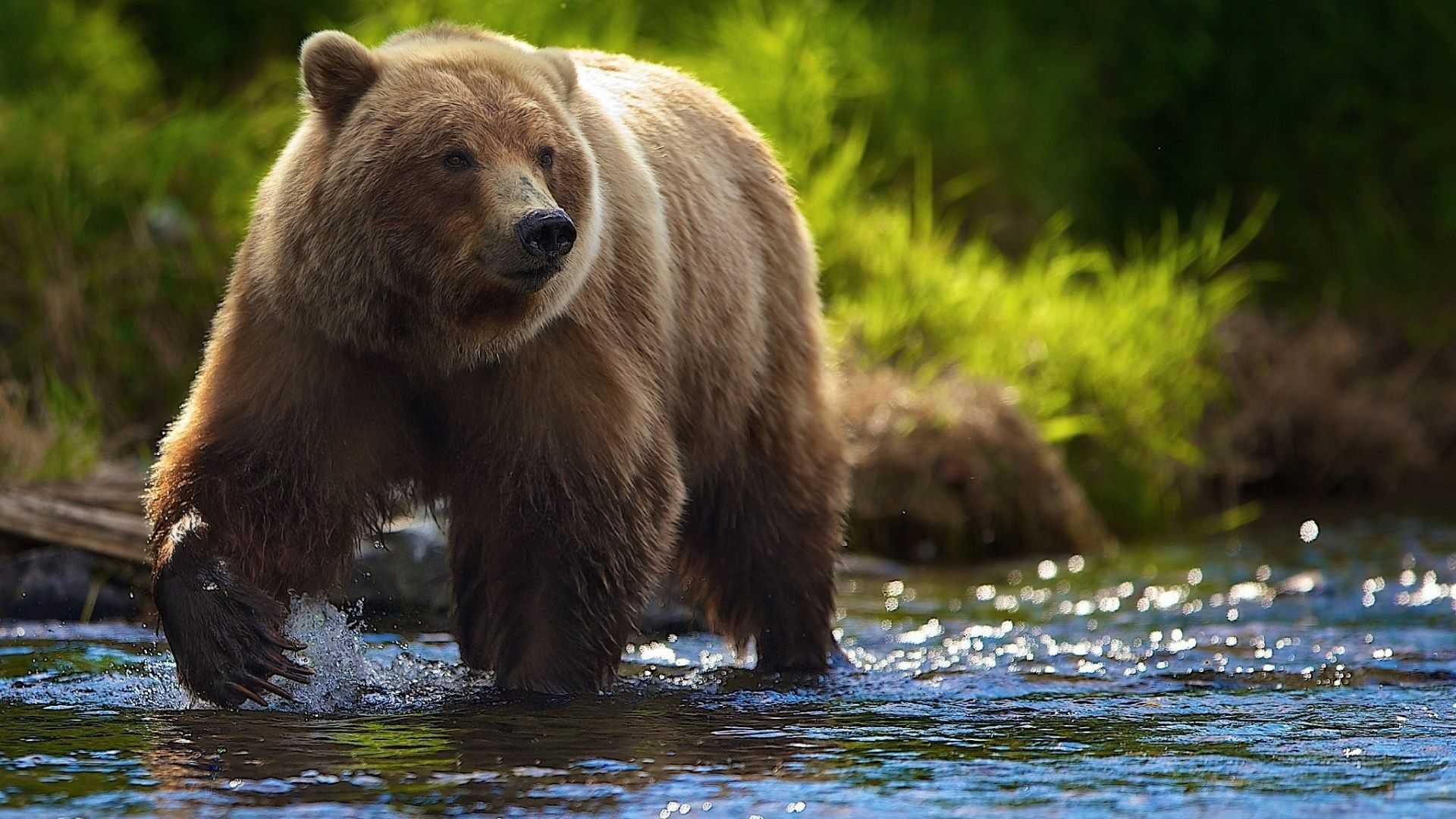 4K Bear Wallpapers