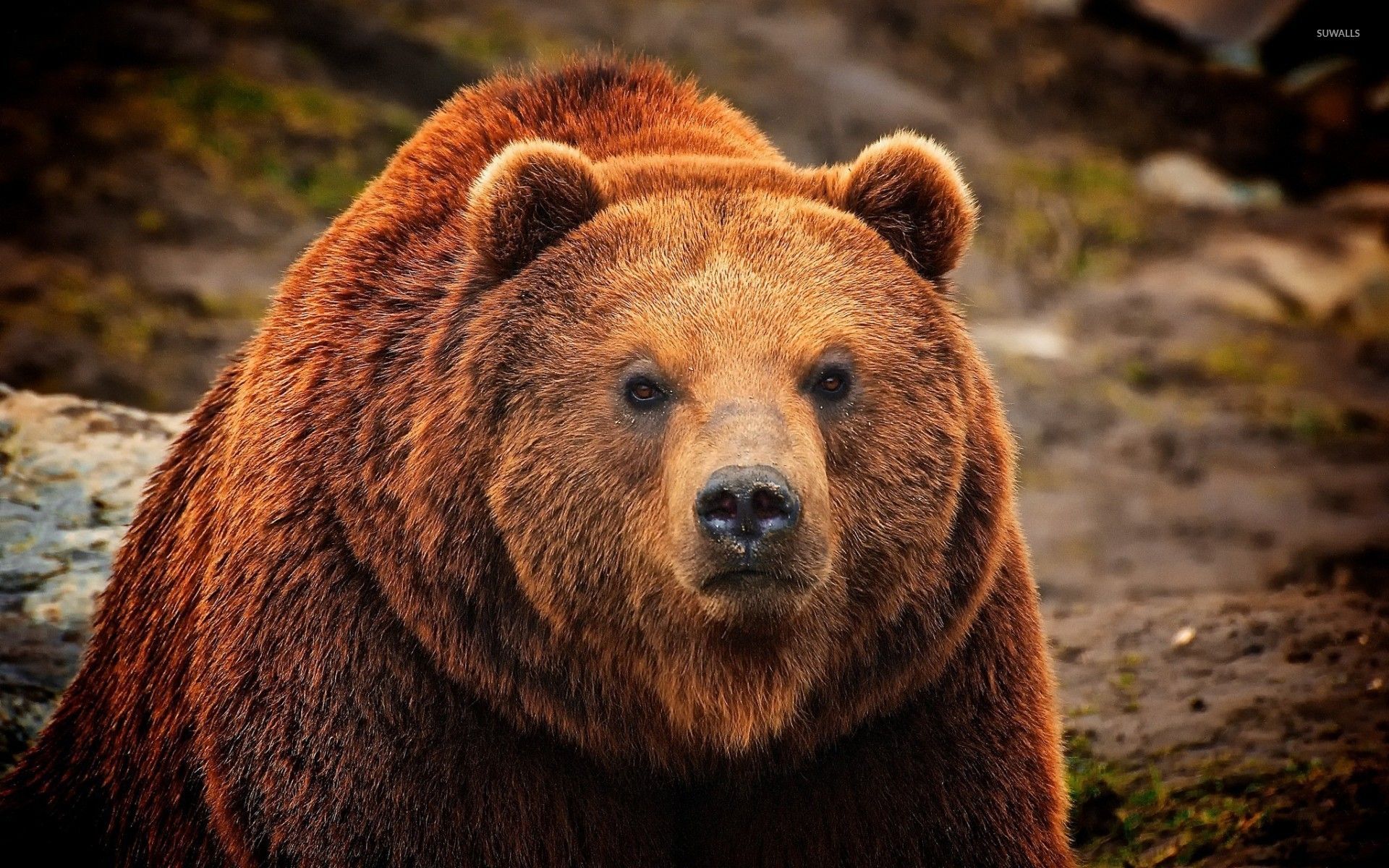 4K Bear Wallpapers