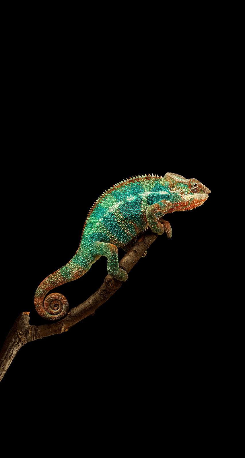 4K Chameleon Wallpapers