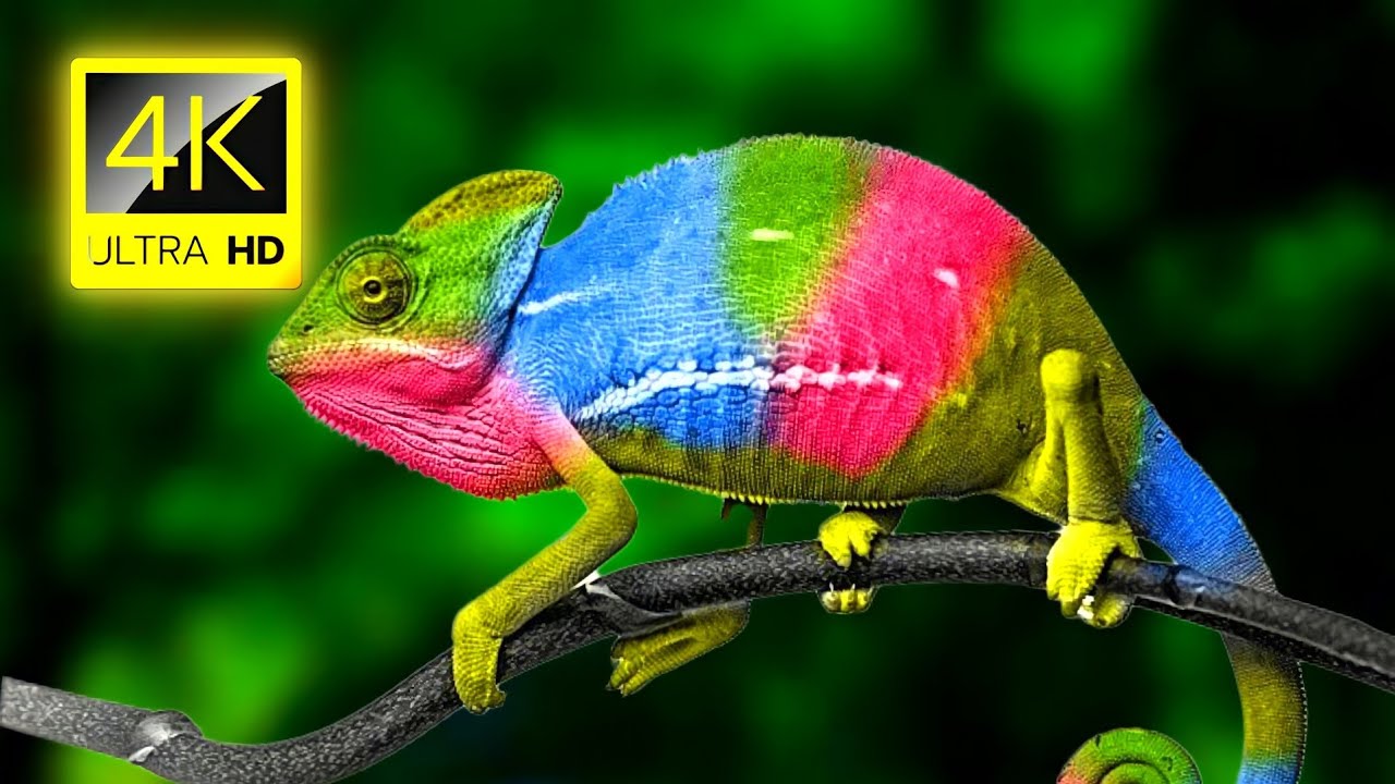 4K Chameleon Wallpapers