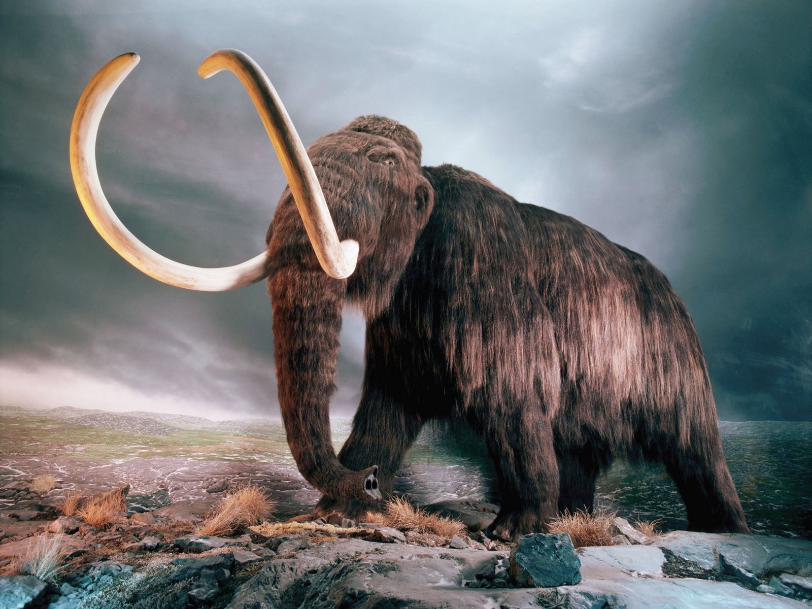 4K Cute Baby Mammoth Wallpapers