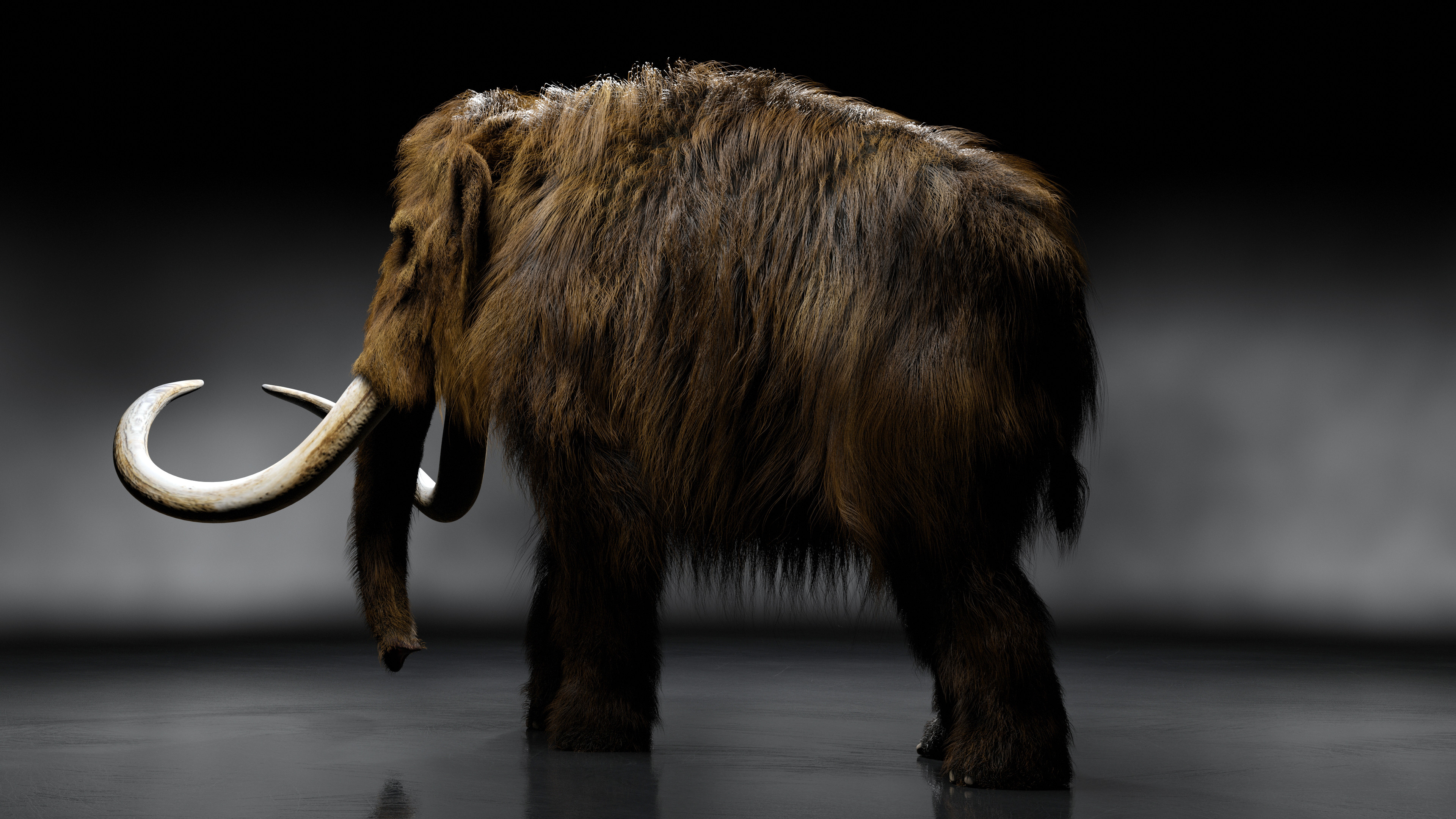 4K Cute Baby Mammoth Wallpapers