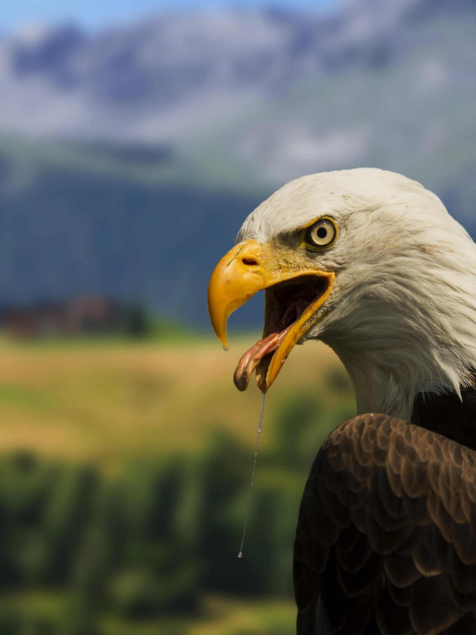 4K Eagle Wallpapers