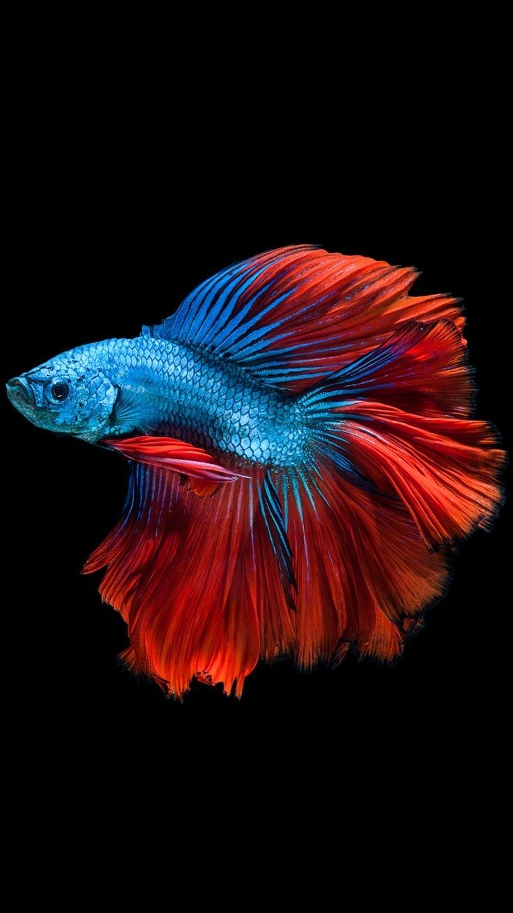 4K Fish Wallpapers