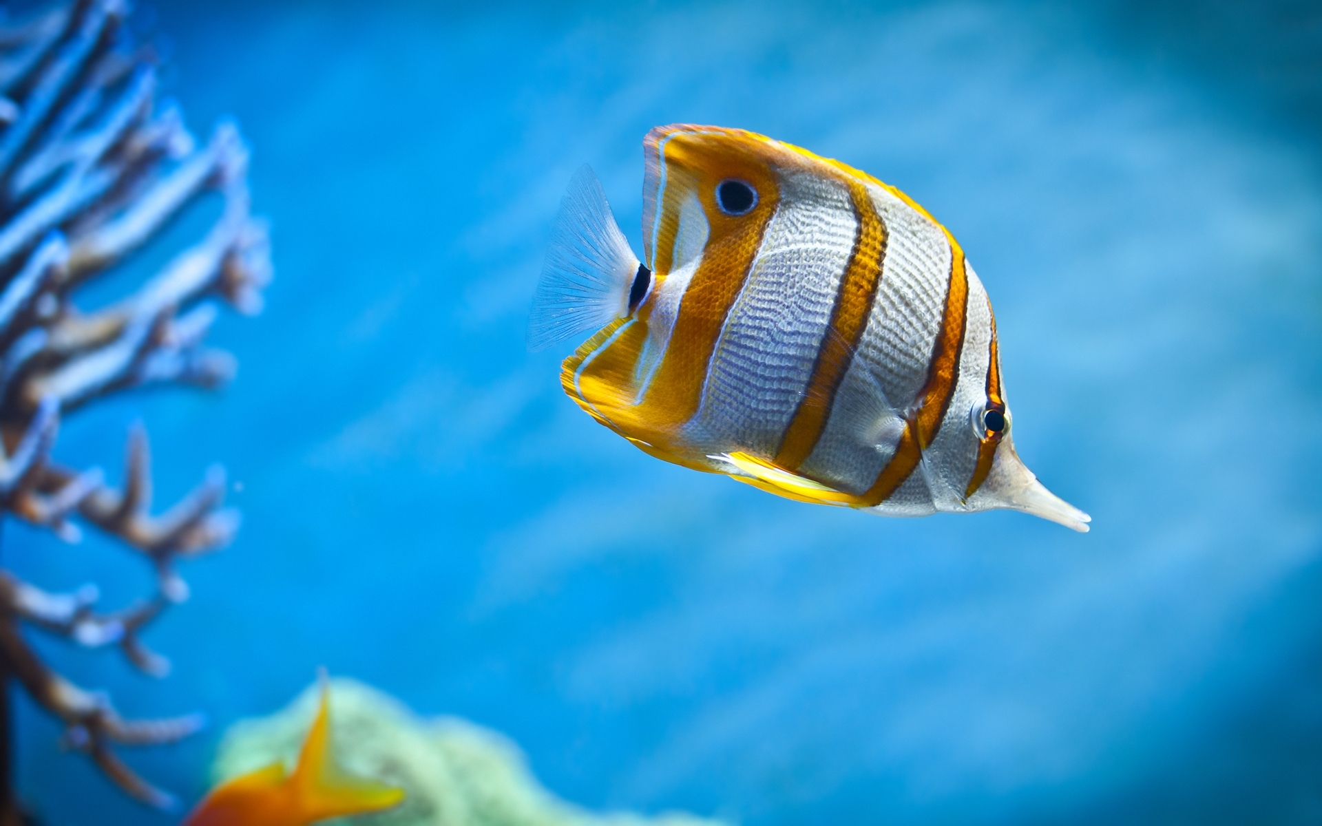 4K Fish Wallpapers